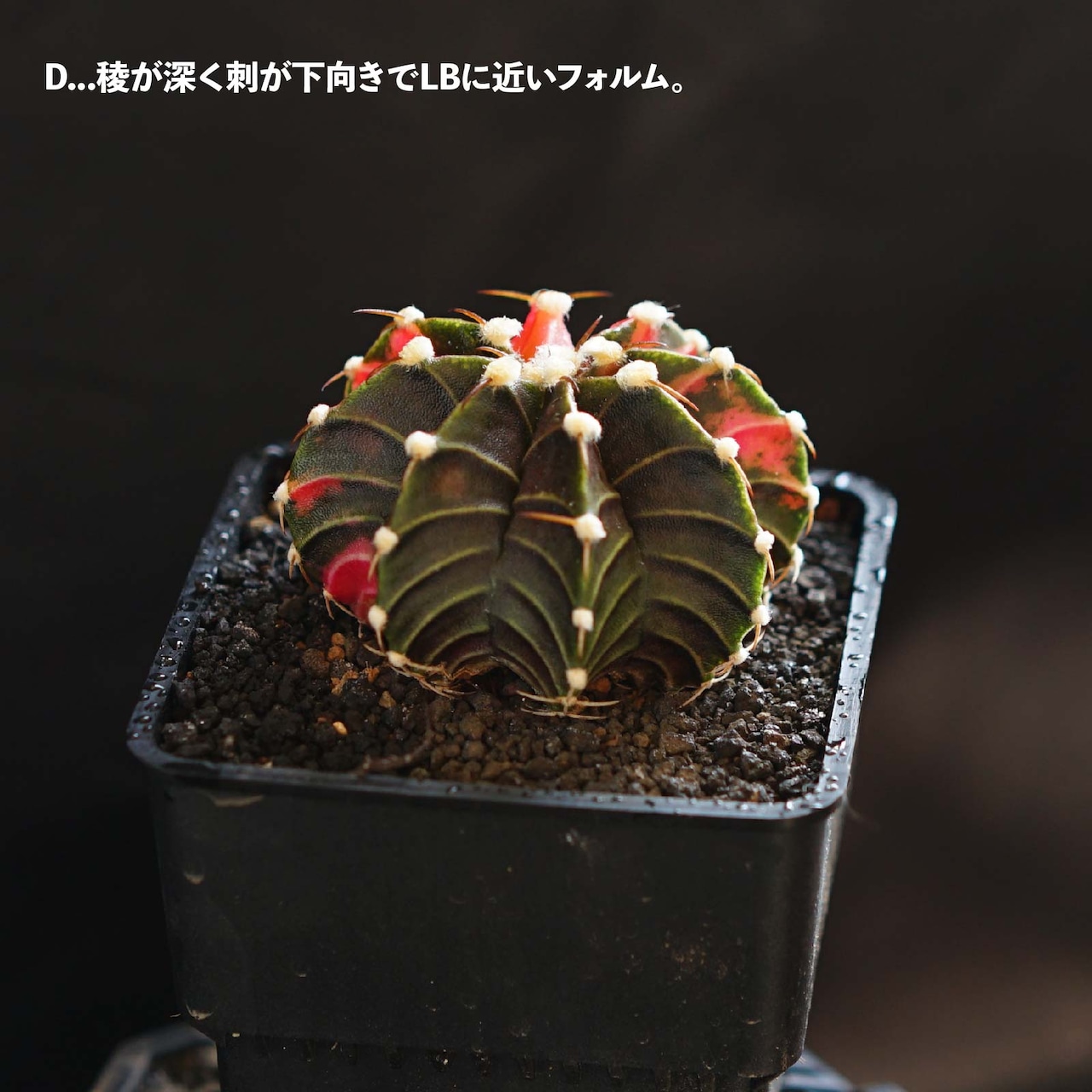 選べるカット苗 LB2178交配錦 Gymnocalycium 'LB2178 Hybrid Variegated'