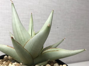 サンスベリア チャニン