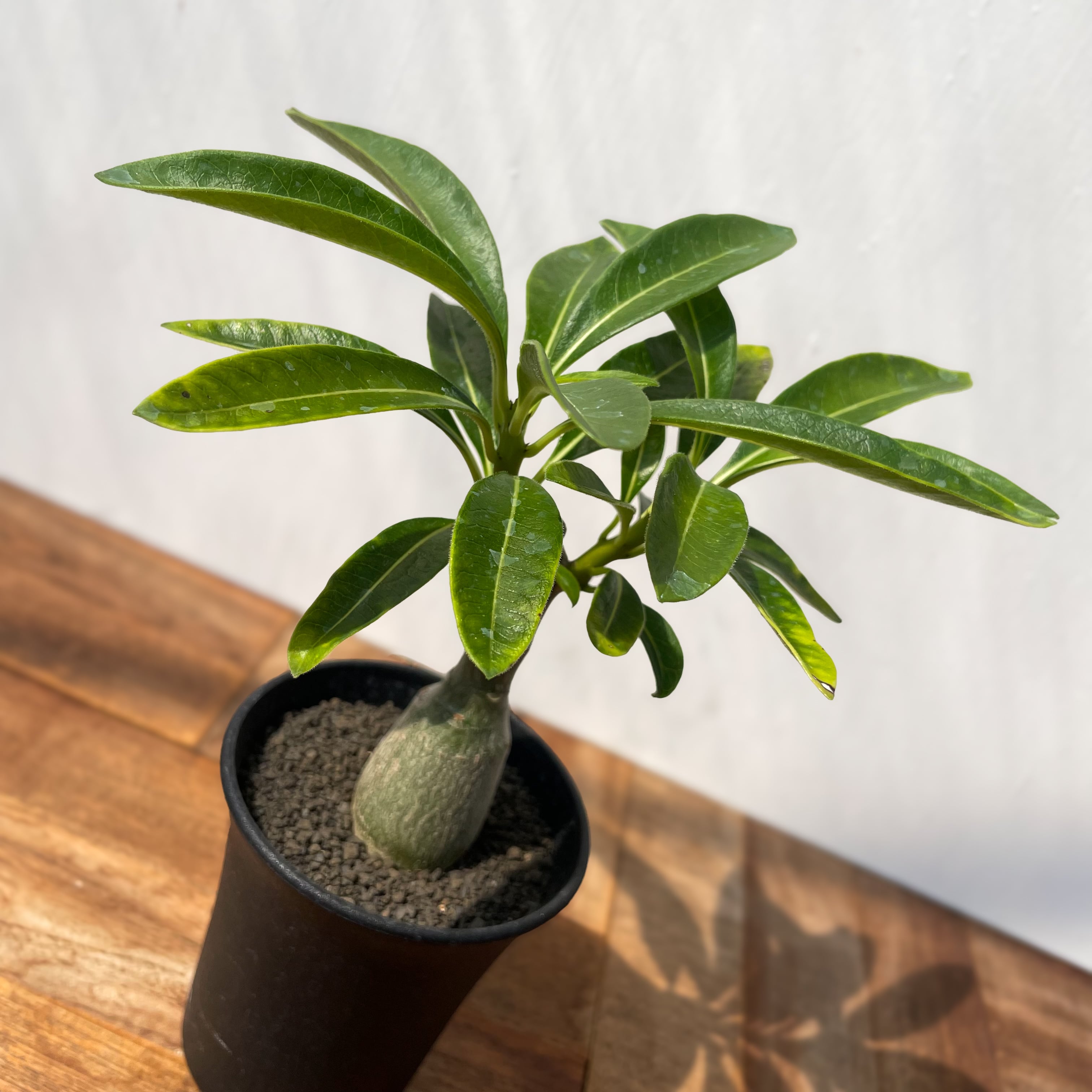Pachypodium Decaryi【パキポディウム・デカリー・実生 Pachypodium Decaryi【パキポディウム・デカリー・実生