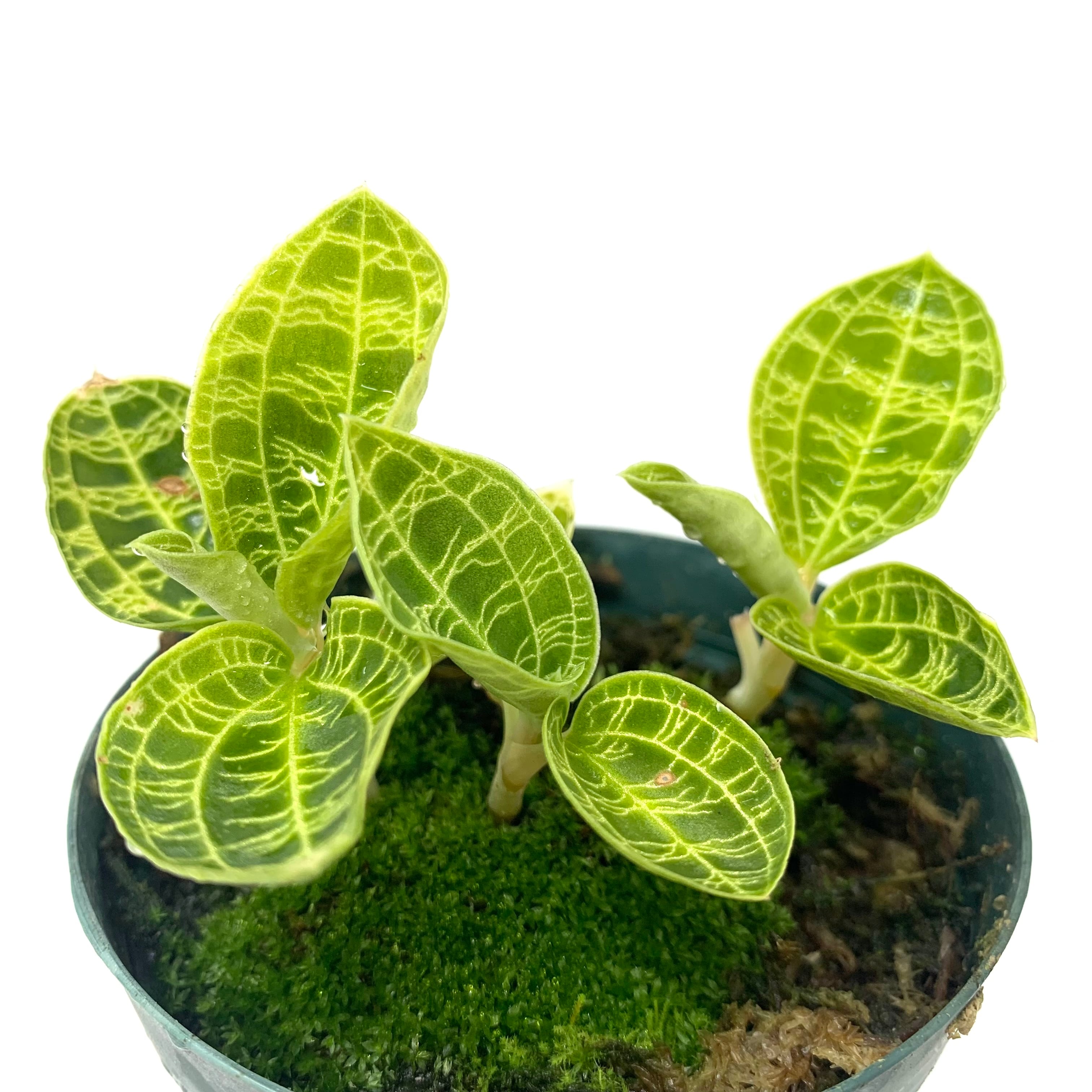 ジュエルオーキッド　マコデス　ペトラ ジュエルオーキッド『マコデス・ペトラ』 | Planet Plants プラネット