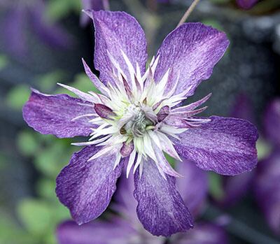 プレアデス　C.‛Pleiades’　‐フロリダ系　O-F10