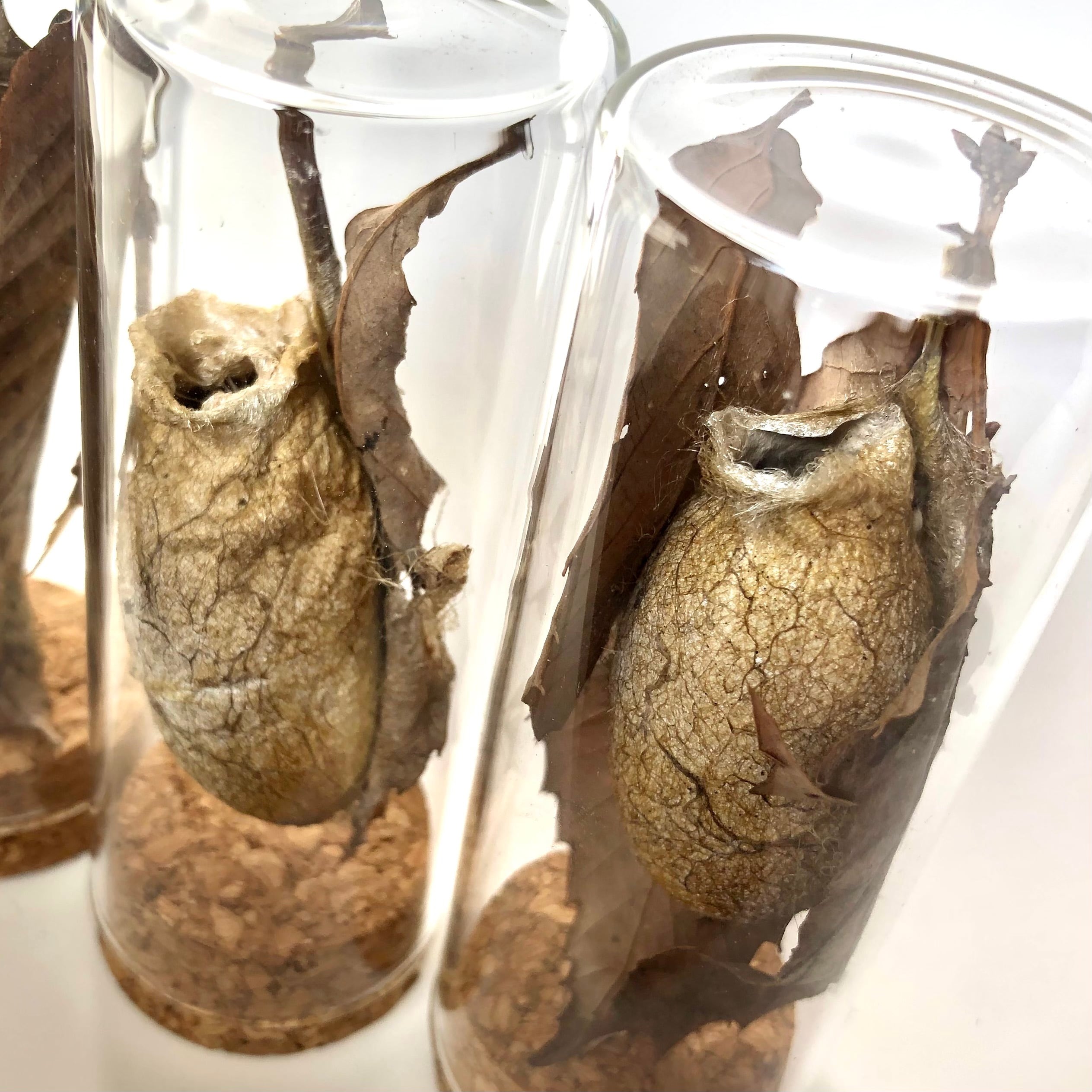 ヤママユガの繭】ビン入り標本 | aiai生物部