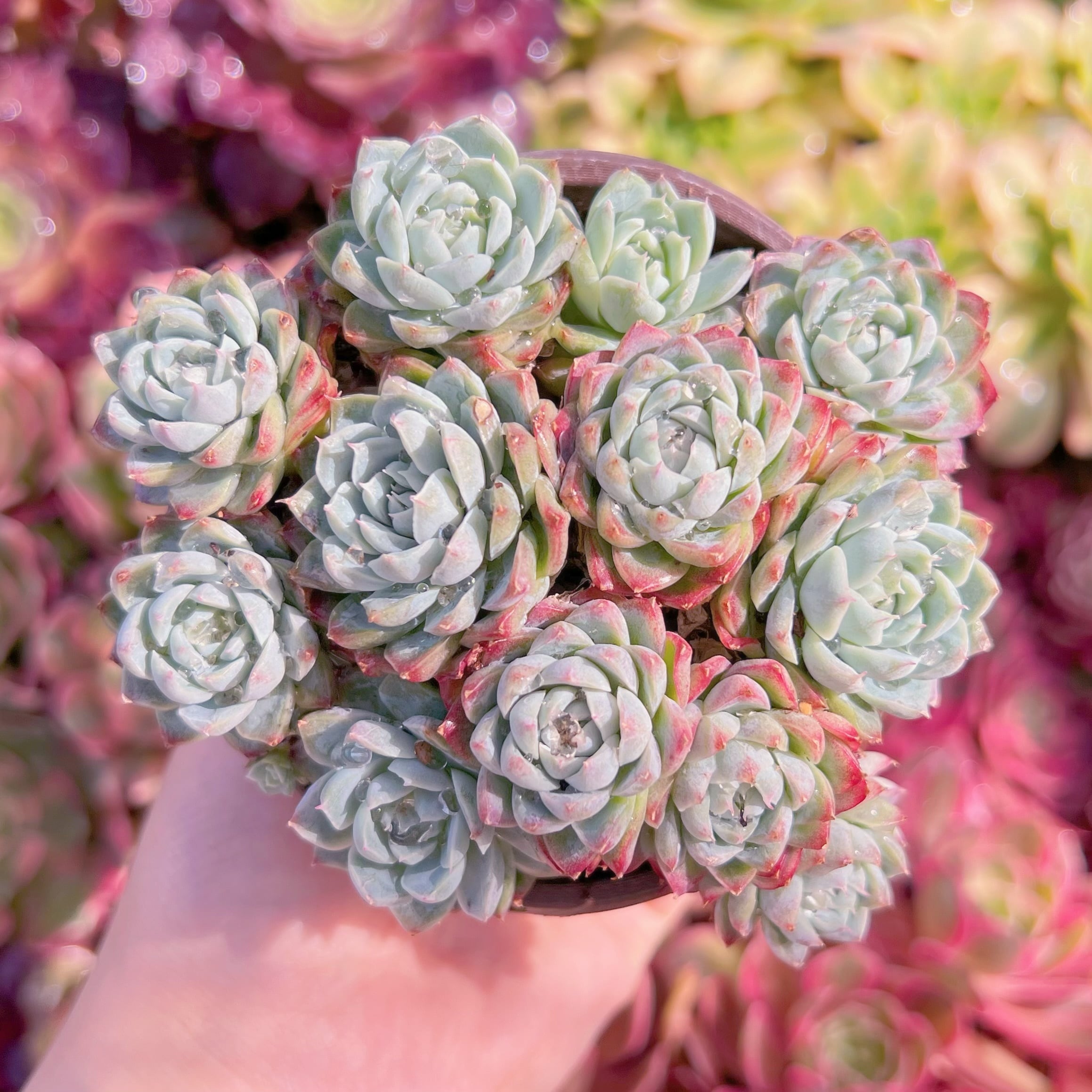 現品　女王花冠#K457　群生　るる農園