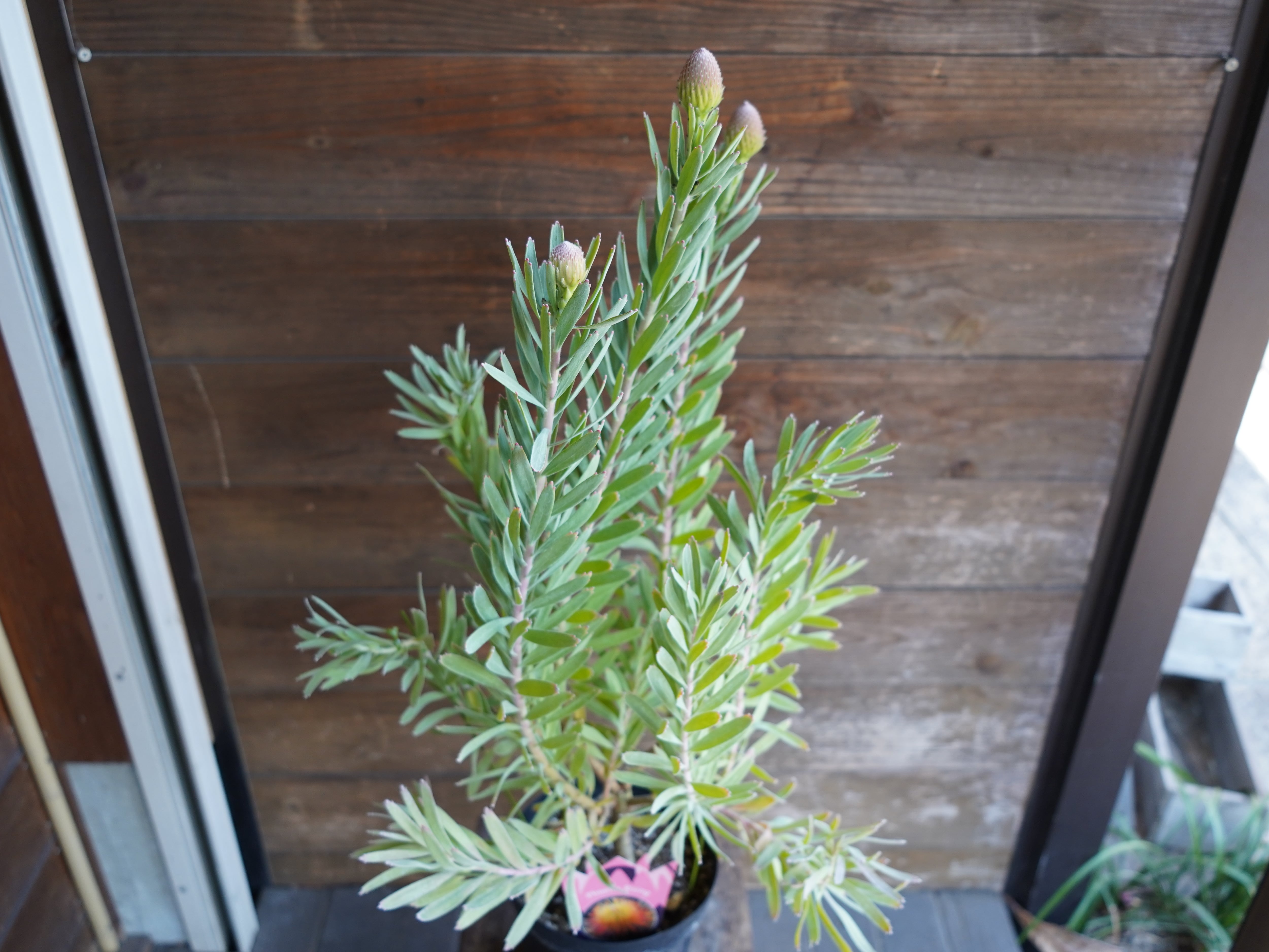 【現物】リューコスペルマム "フェニックスライジング"