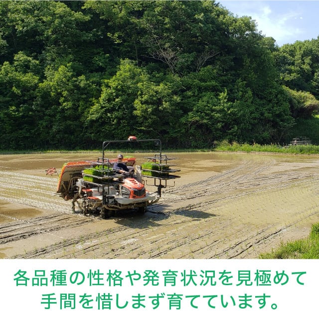 年間予約・定期便〉日本晴 農家直売・特別栽培米 滋賀県産・近江米