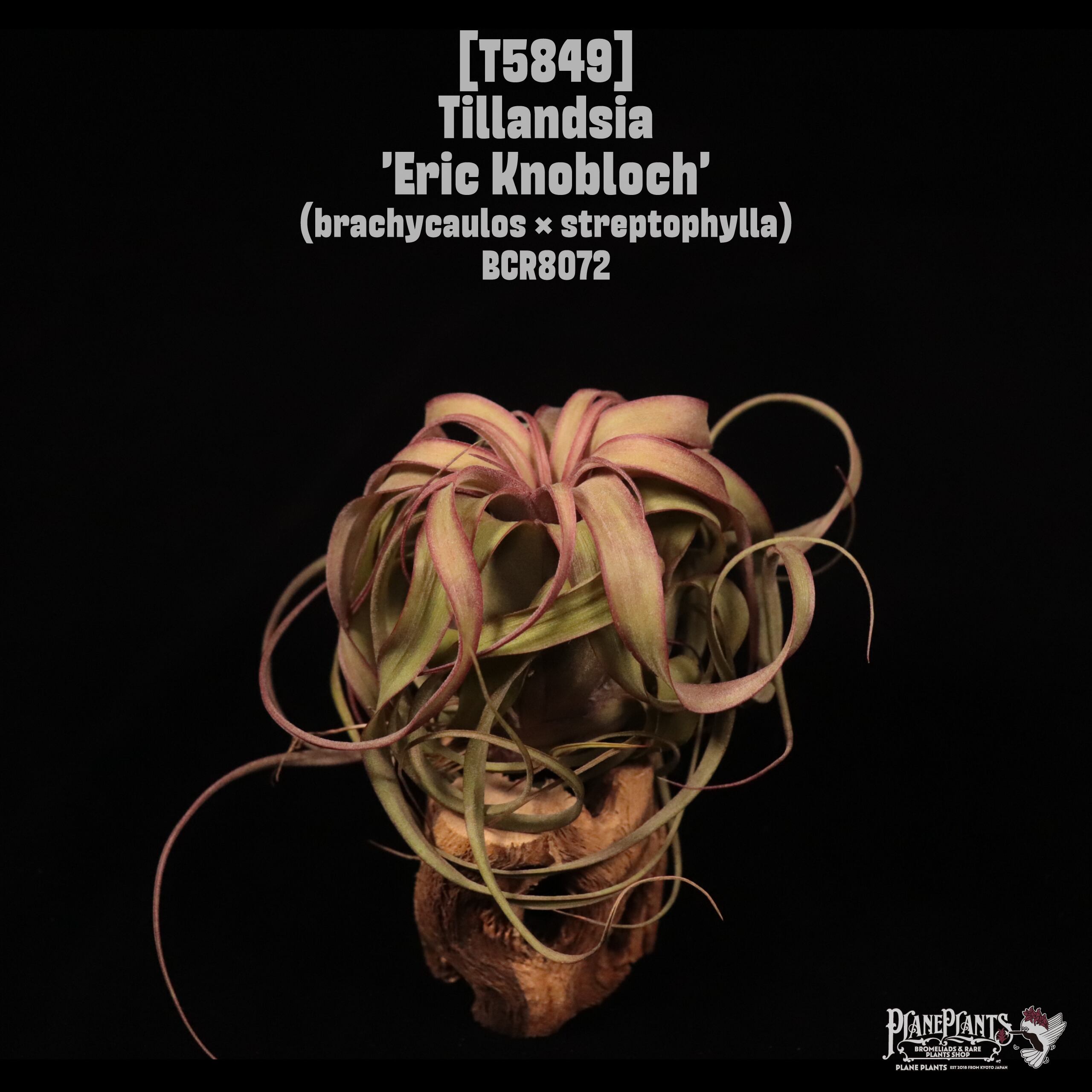 Tillandsia 'Eric Knobloch'〔ティランジア〕T5849