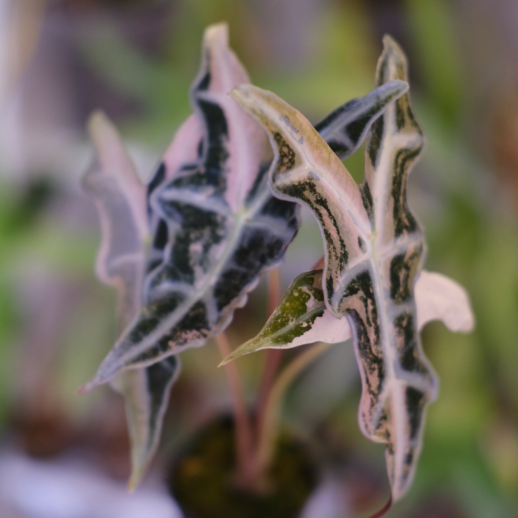 Alocasia Nobillis Pink 