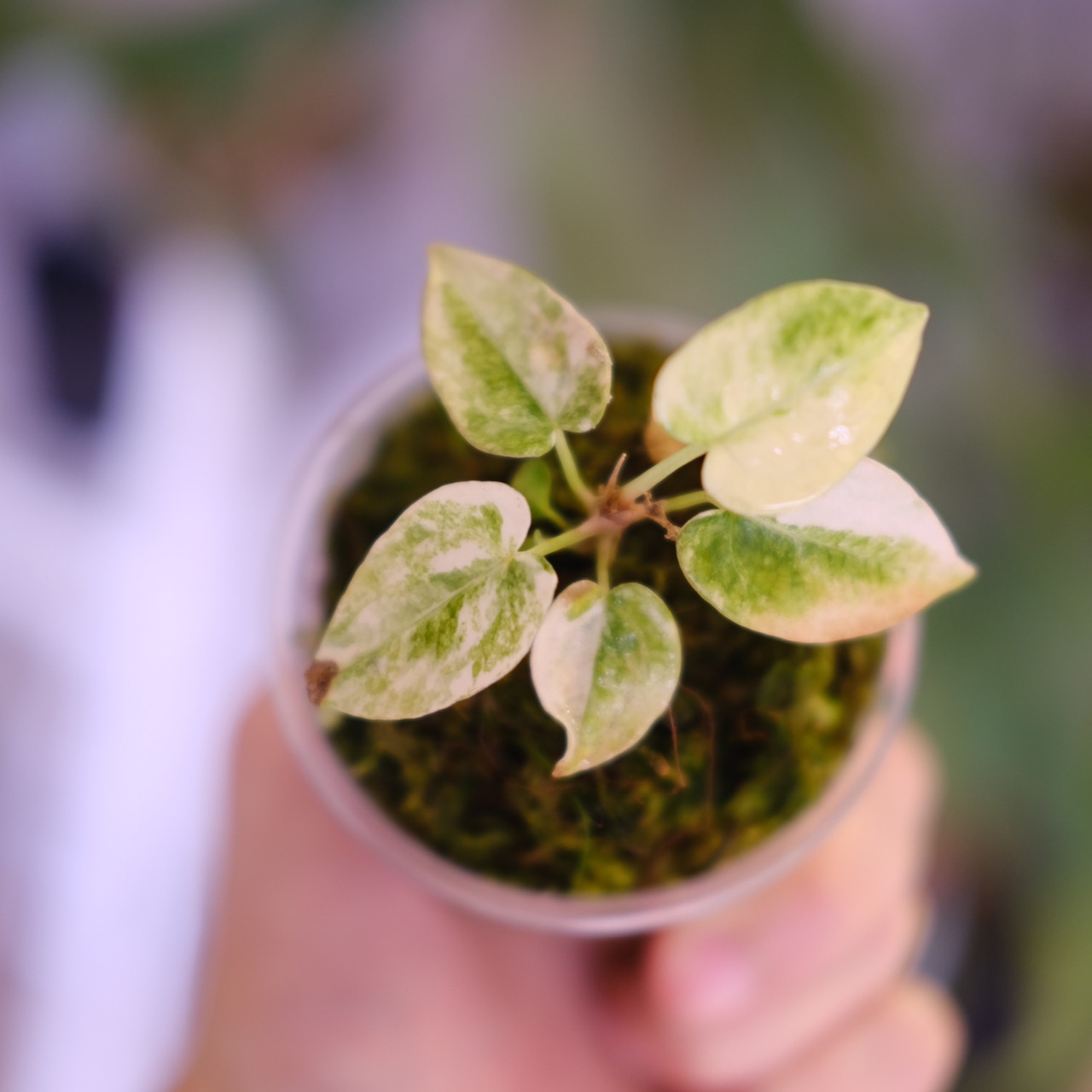 Anthurium forgetii “Australia version” × Anthurium carlablackiae②|アンスリウム|観葉植物