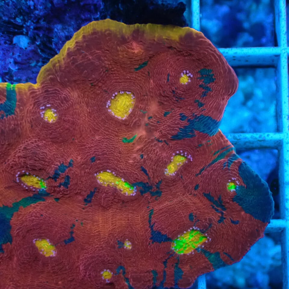 c205 レインボーキッカ Rainbow Chalice | HOUSE REEF(ハウスリーフ