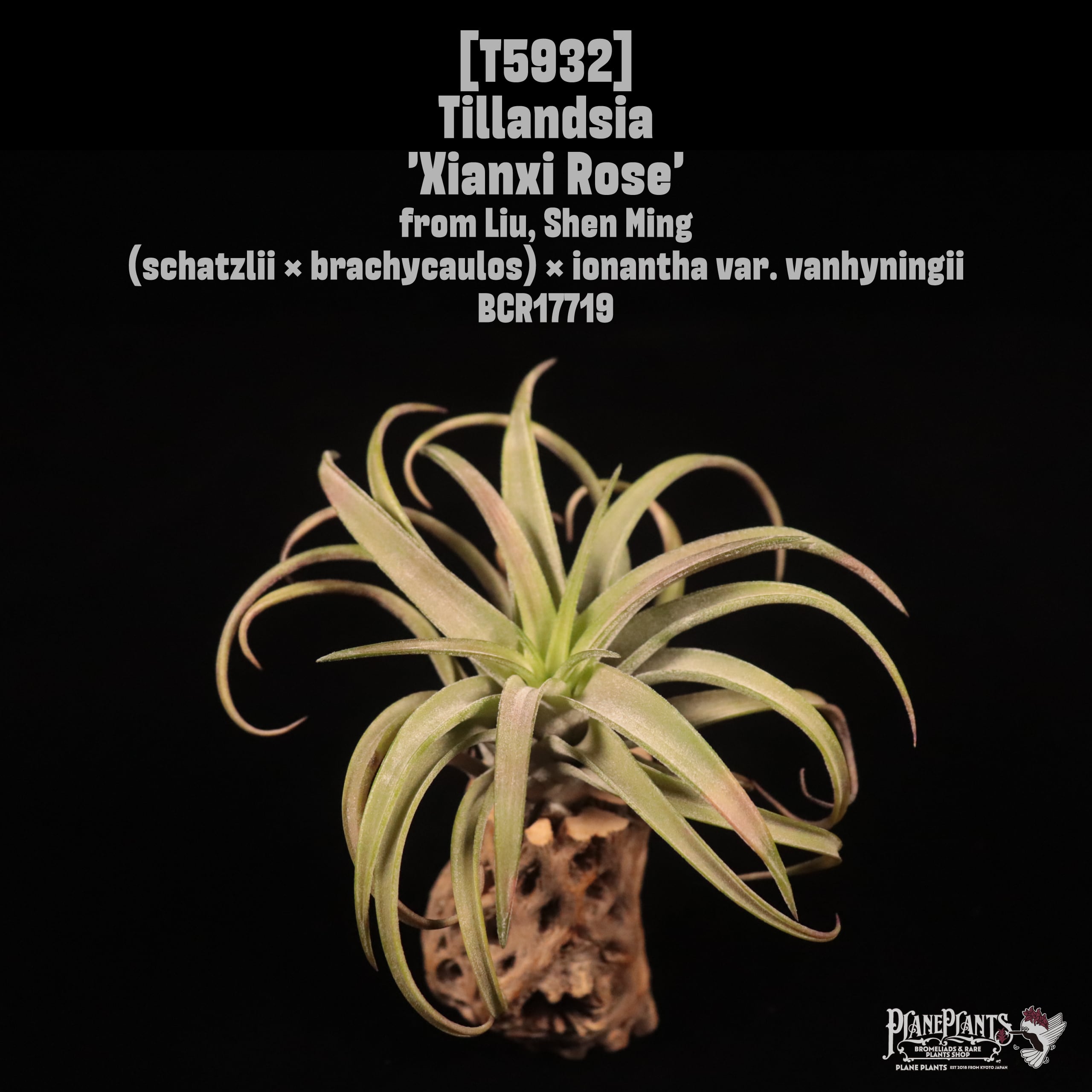 Tillandsia 'Xianxi Rose'〔エアプランツ〕T5932