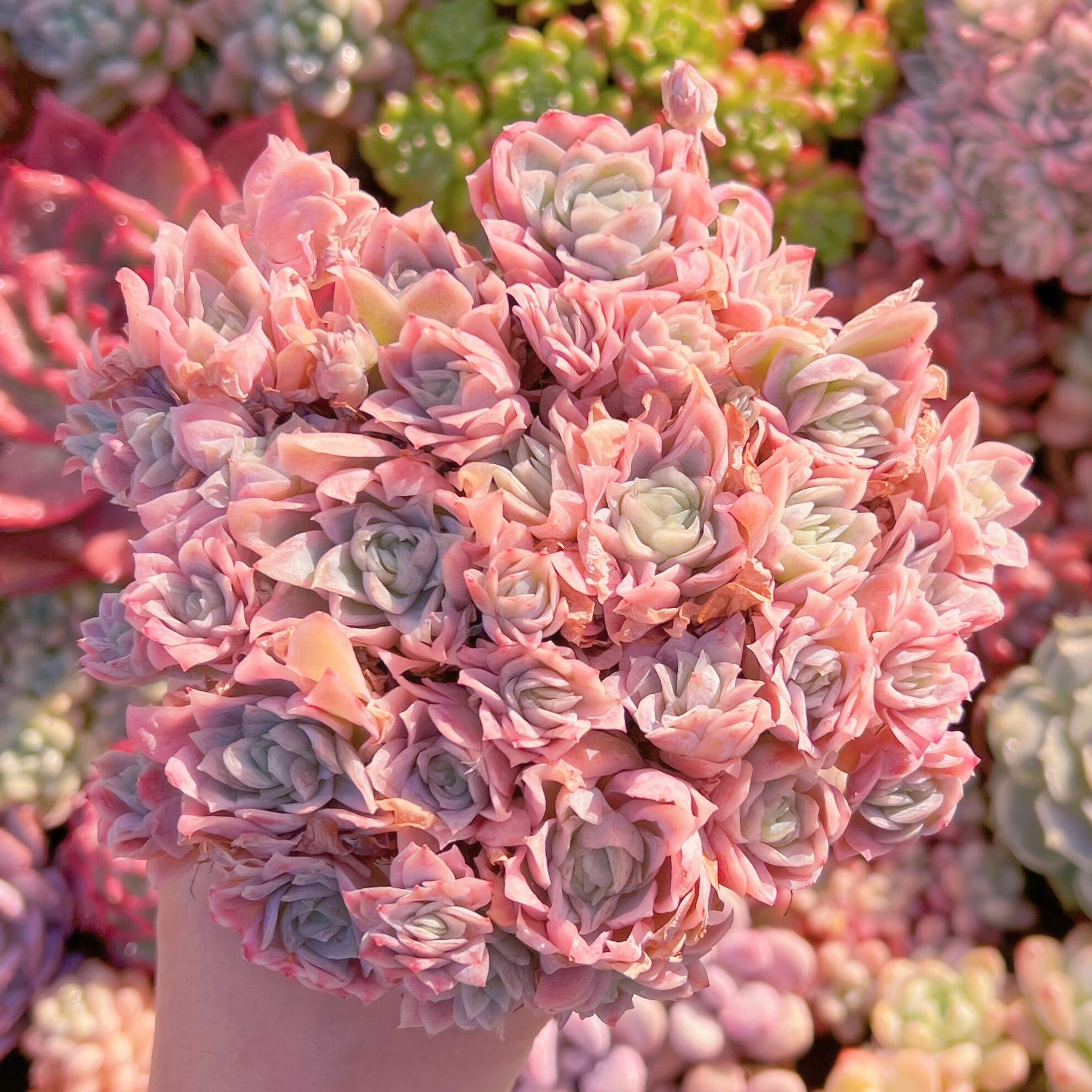 現品　クィーンローズ覆輪錦#2221　特大群生　新入荷