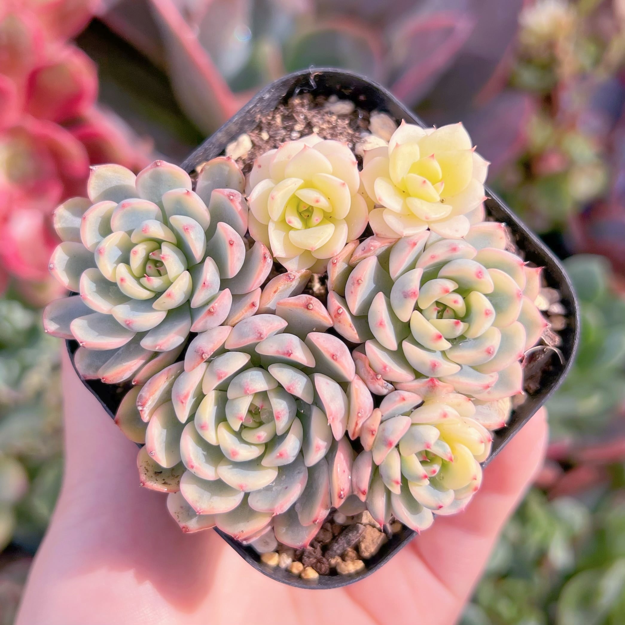 現品　ホワイトミニマ錦#2215　群生　るる農園