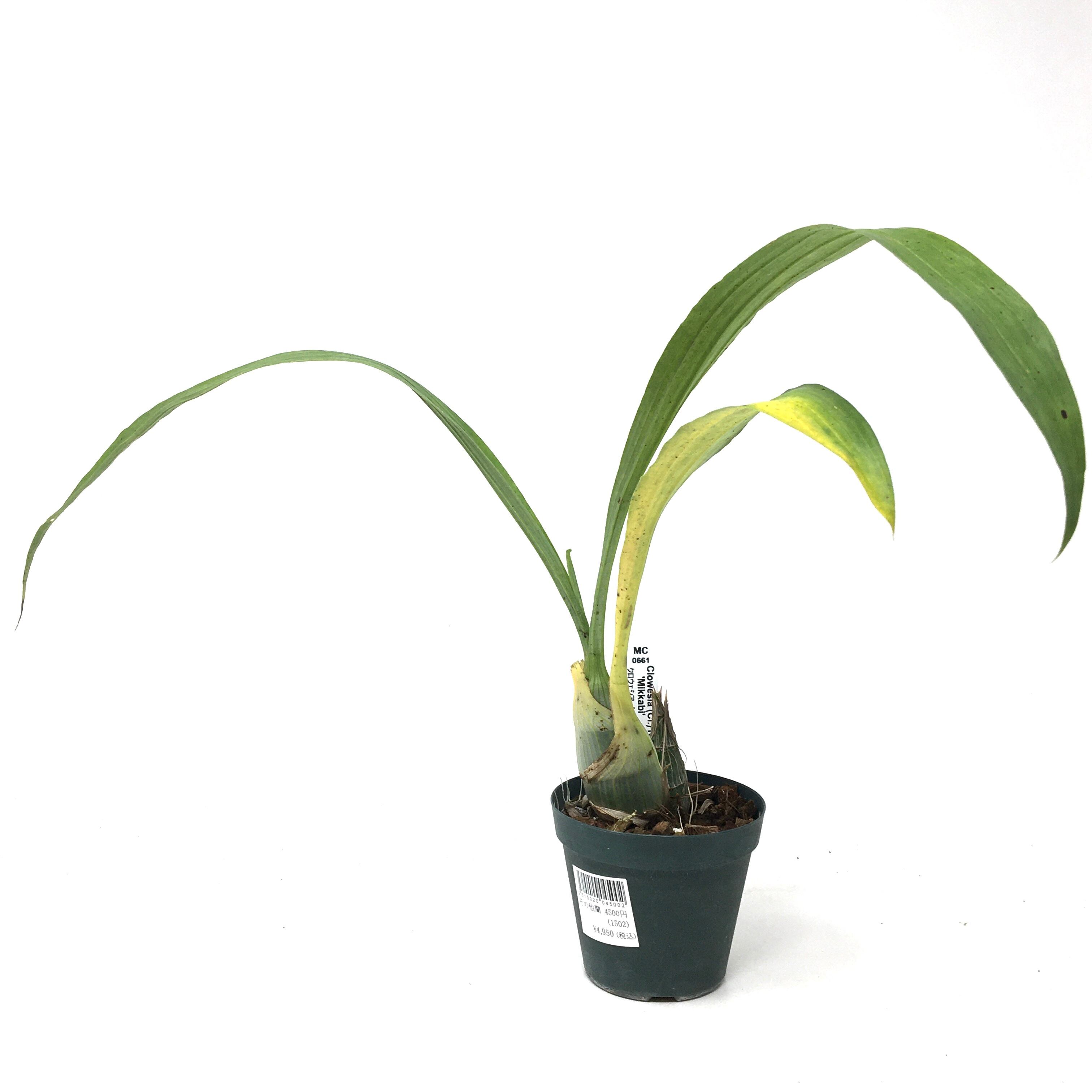 開花サイズ タケノコ蘭 Clowesia Rebecca Northen 開花サイズ タケノコ蘭 Clowesia Rebecca Northen #クロウェシア