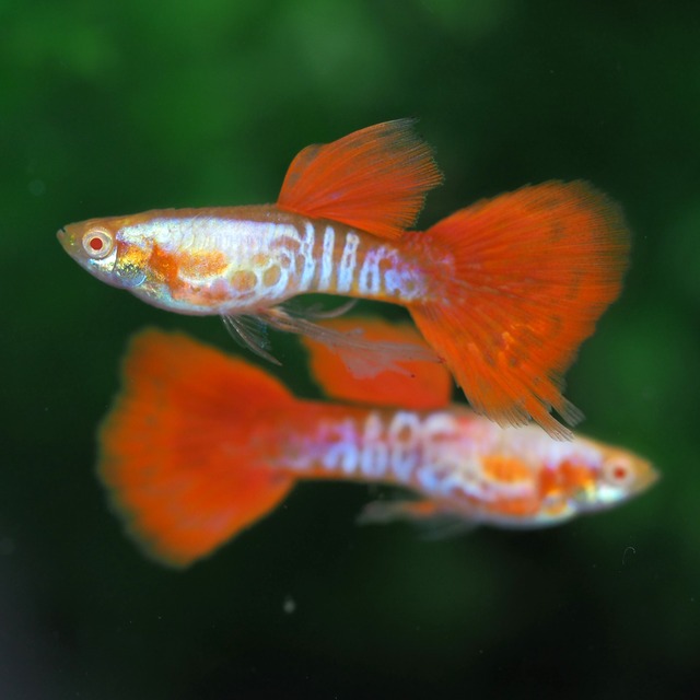 【セール】RREAギャラクシーレッドテールスワロー　1カルテット＋おまけ1カルテット