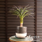 ユッカ デスメティアーナ Yucca Desmetiana ヤシ 幹立ち 4.5号 陶器鉢 1230BW