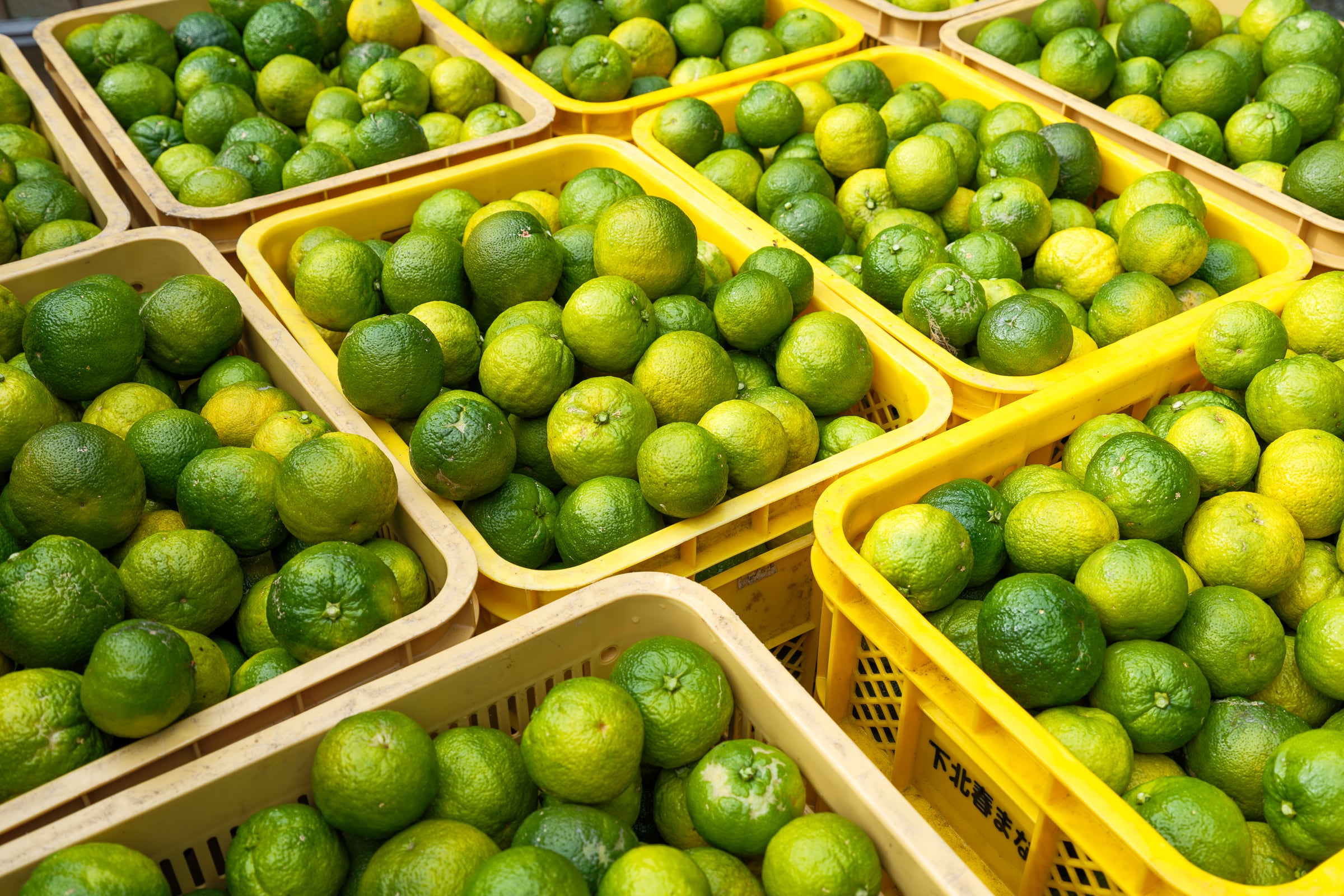 2025年度新物】奈良県下北山村産 ジャバラ果実 ＜特選＞ 1kg | 一般