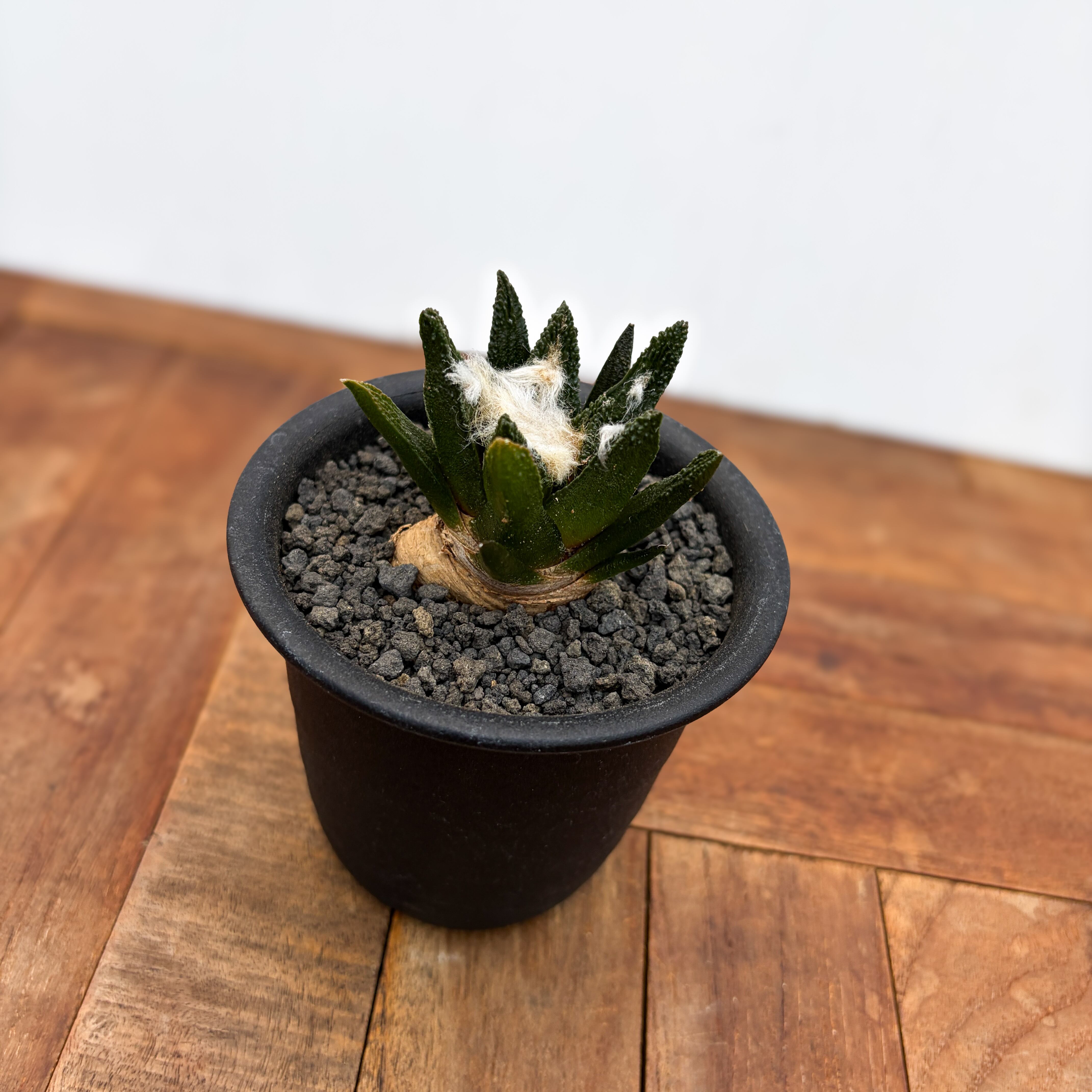 Ariocarpus bravoanus【アリオカルプス・ブラボアナス・実生