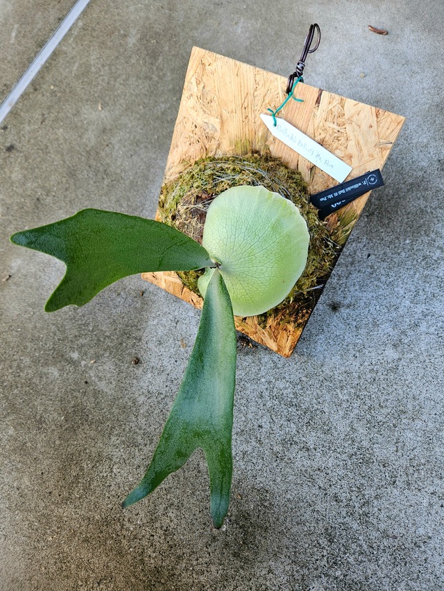 P. willinckii Bali 01 Mr. Pon【artPLANTs】ビカクシダ/Platycerium