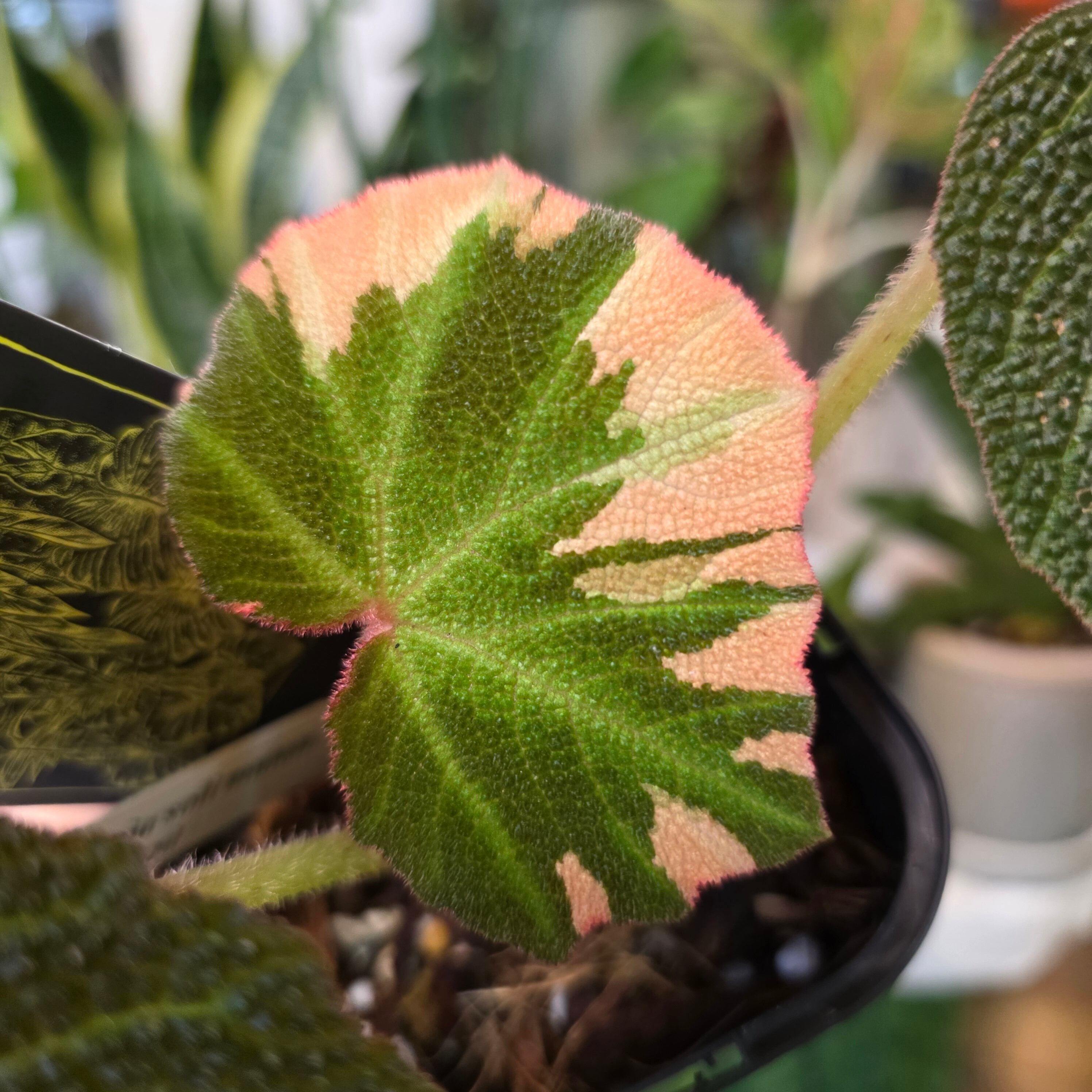 ベゴニア | HAPPAX