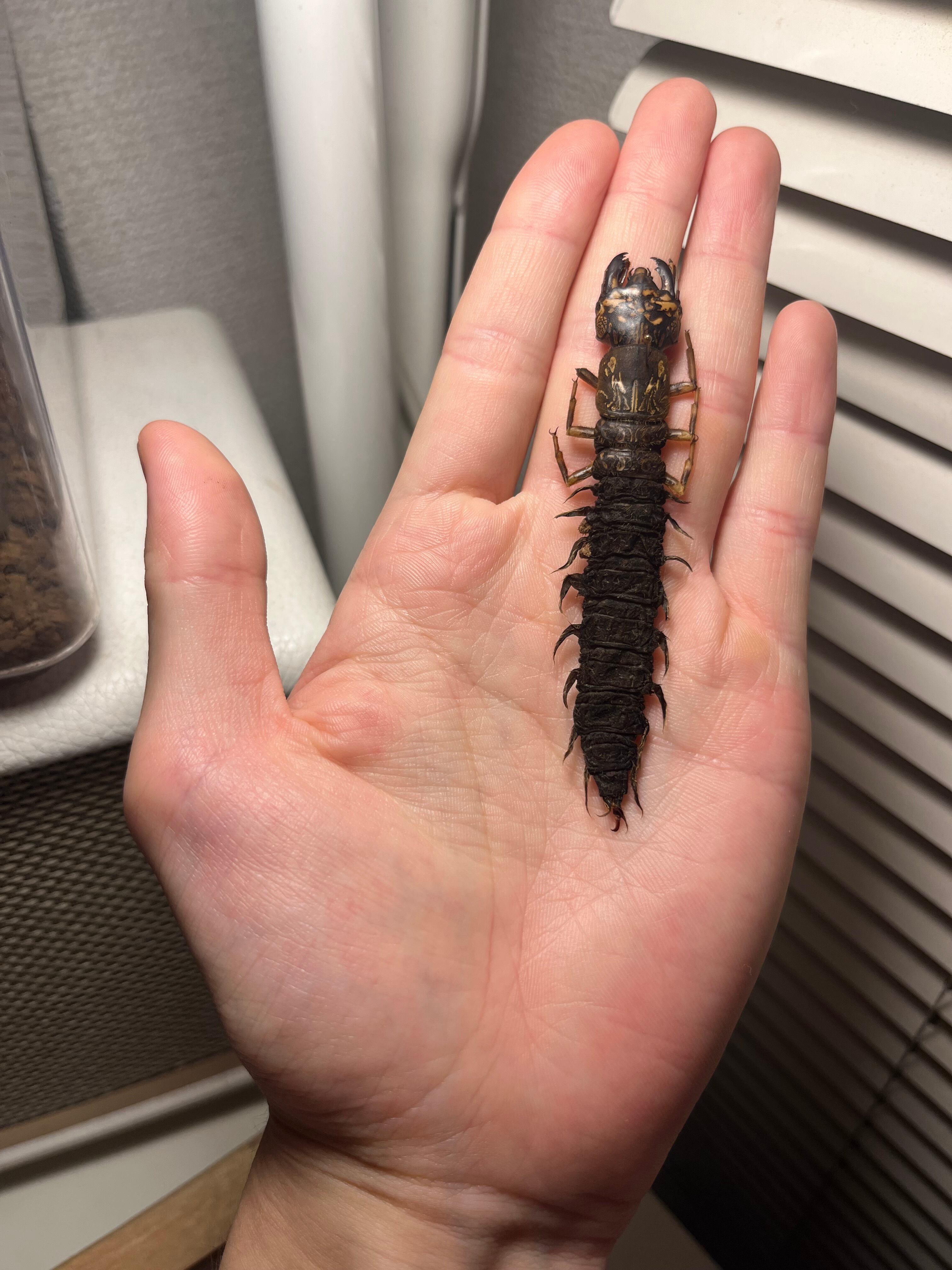 35mm】ピンポンタマオシコガネ 飛べないフンコロガシ オオニジ