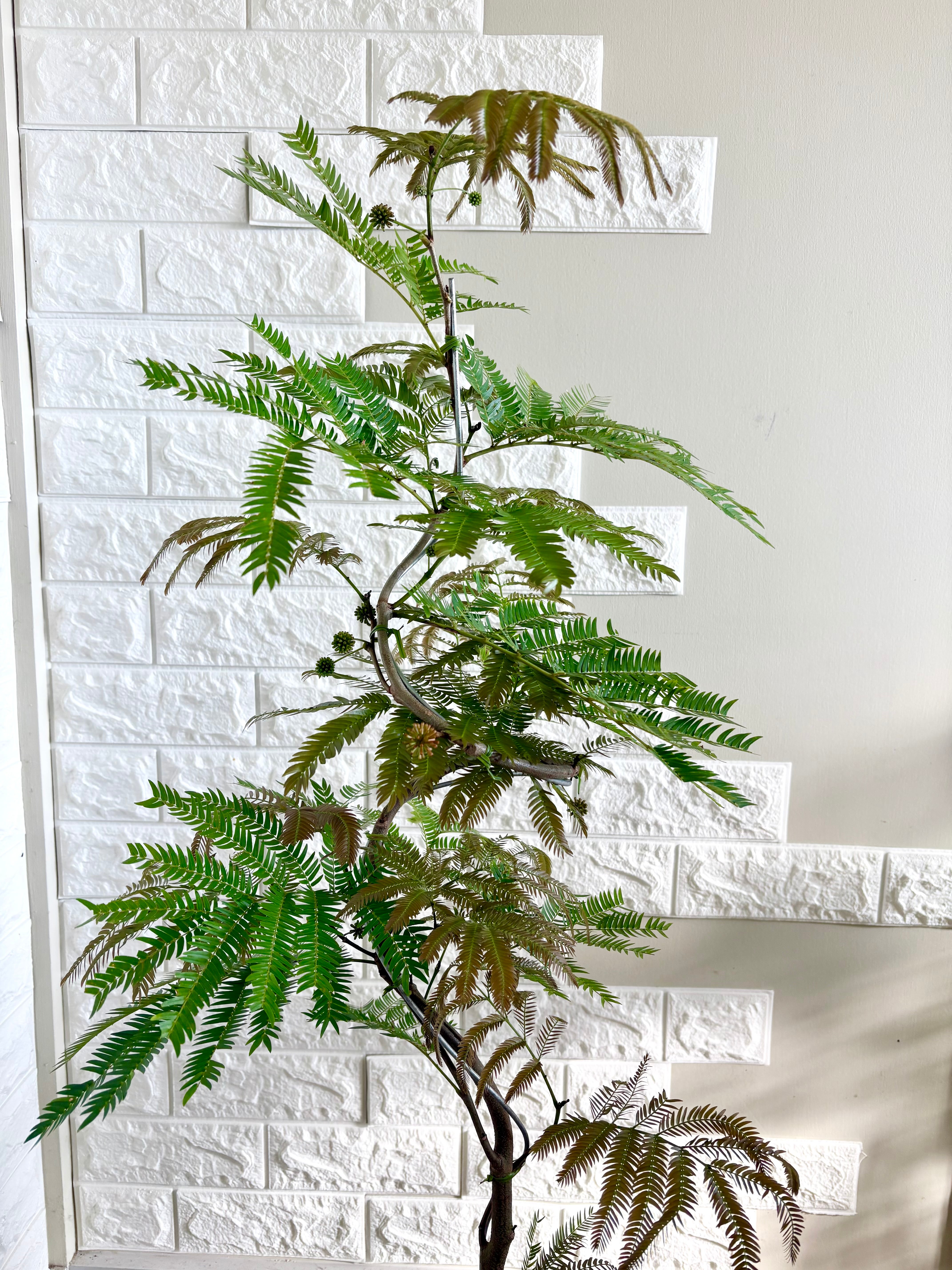 エバーフレッシュ⭐️曲がり⭐️観葉植物 | 観葉植物のお店 feerie