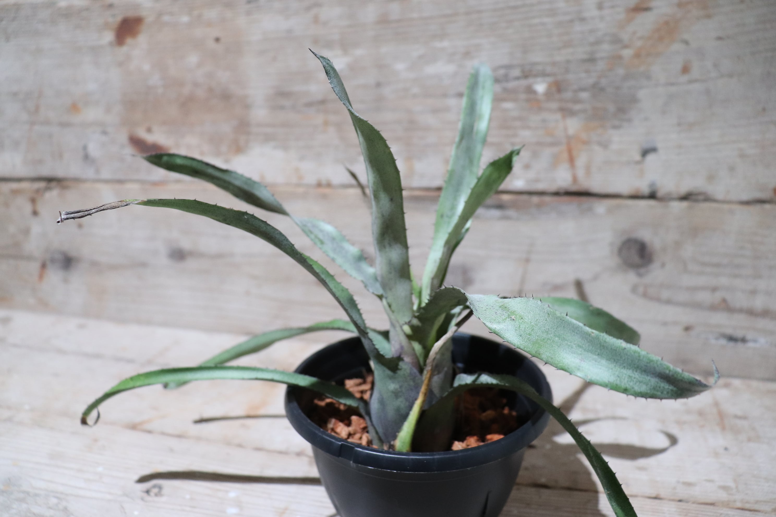 送料無料】Hohenbergia pennae〔ホヘンベルギア〕現品発送H0012