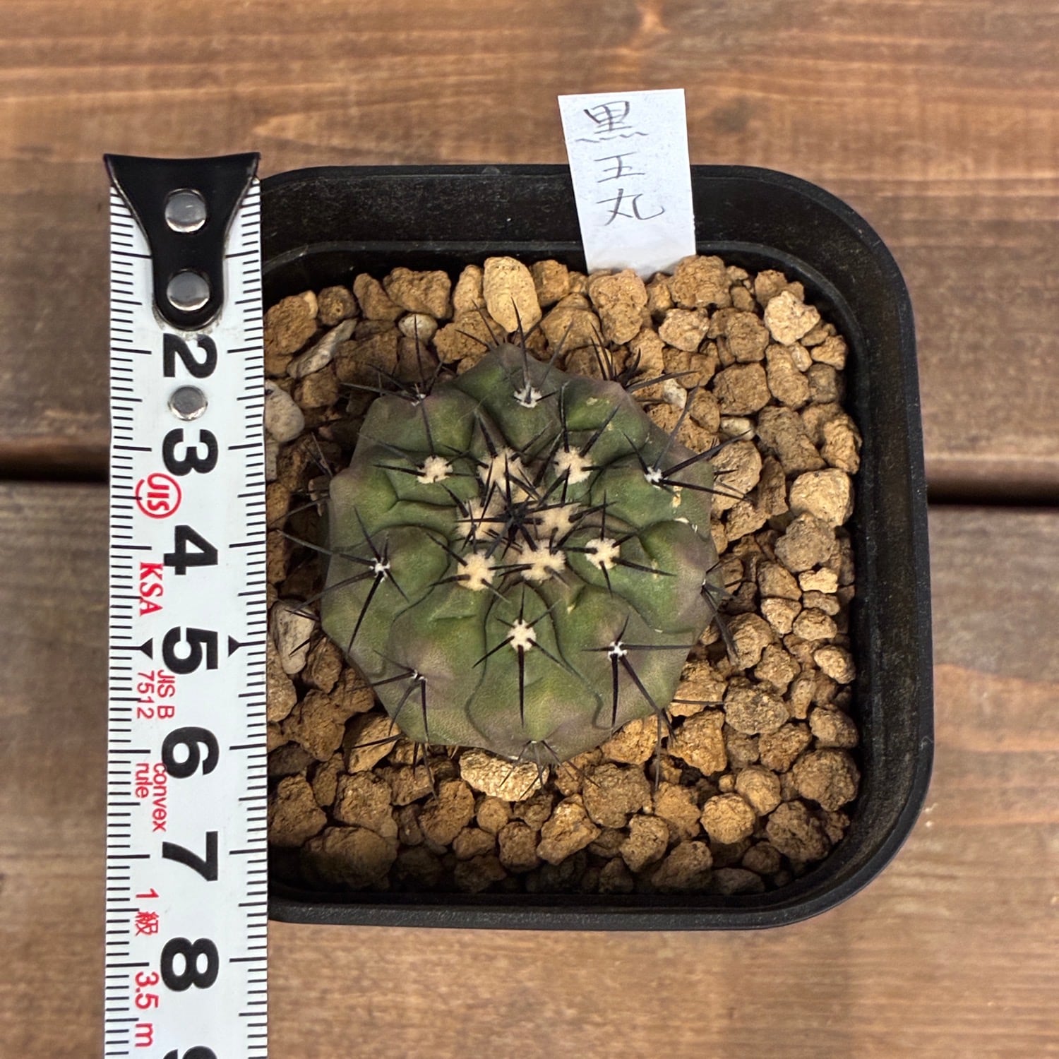 Copiapoa】サボテン コピアポア 黒王丸 実生【602】 | PROTOLEAF