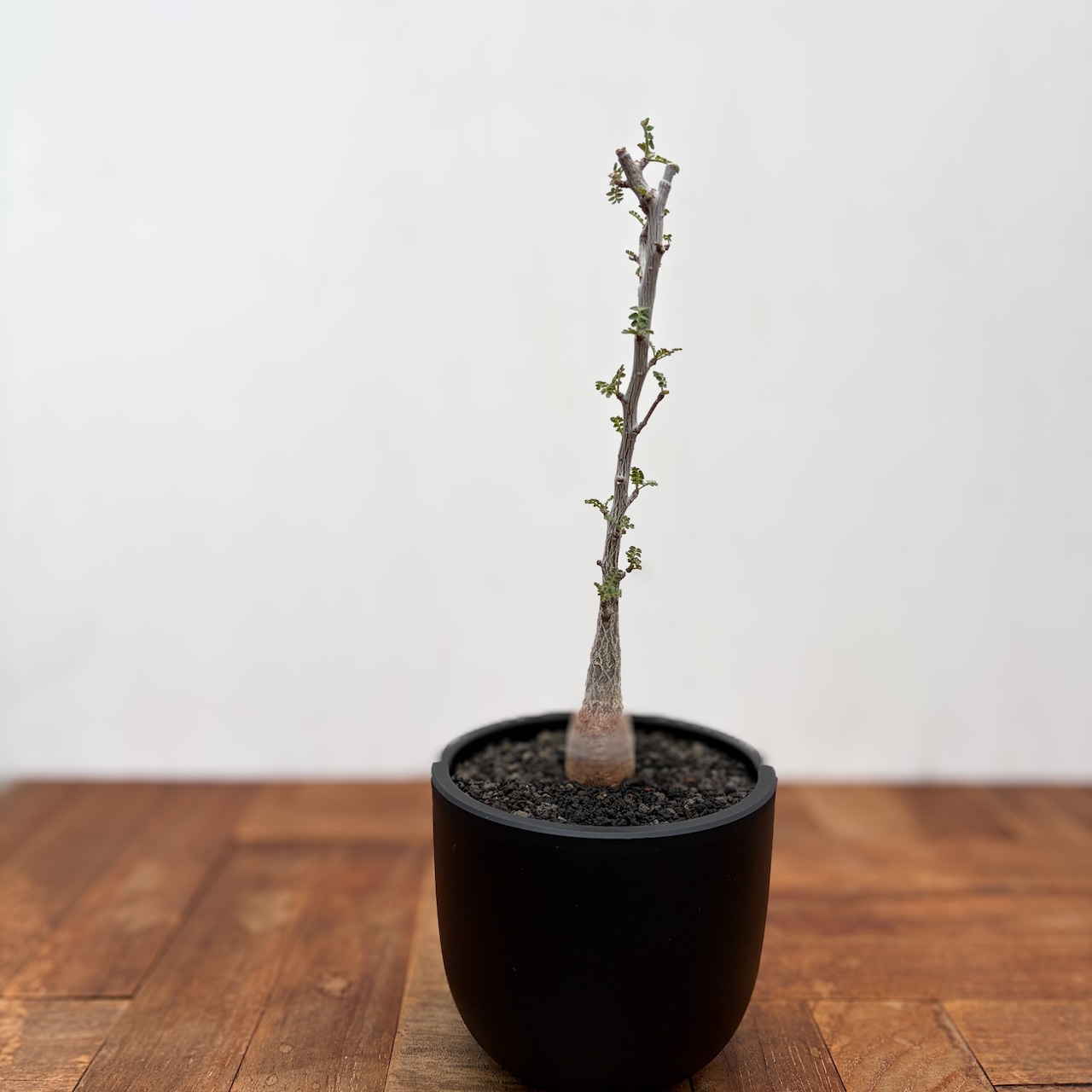 Pachycormus discolor【パキコルムス・象の木・実生】