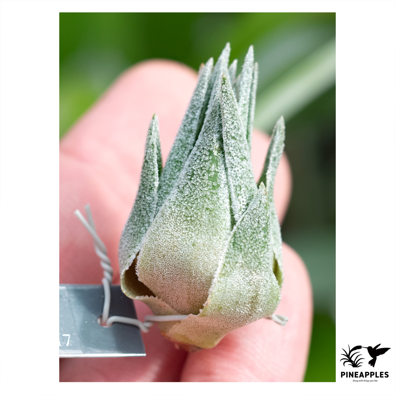 Tillandsia sprengeliana (T.N Seedling) - 1