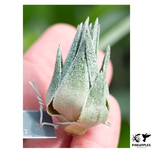 Tillandsia sprengeliana (T.N Seedling)
