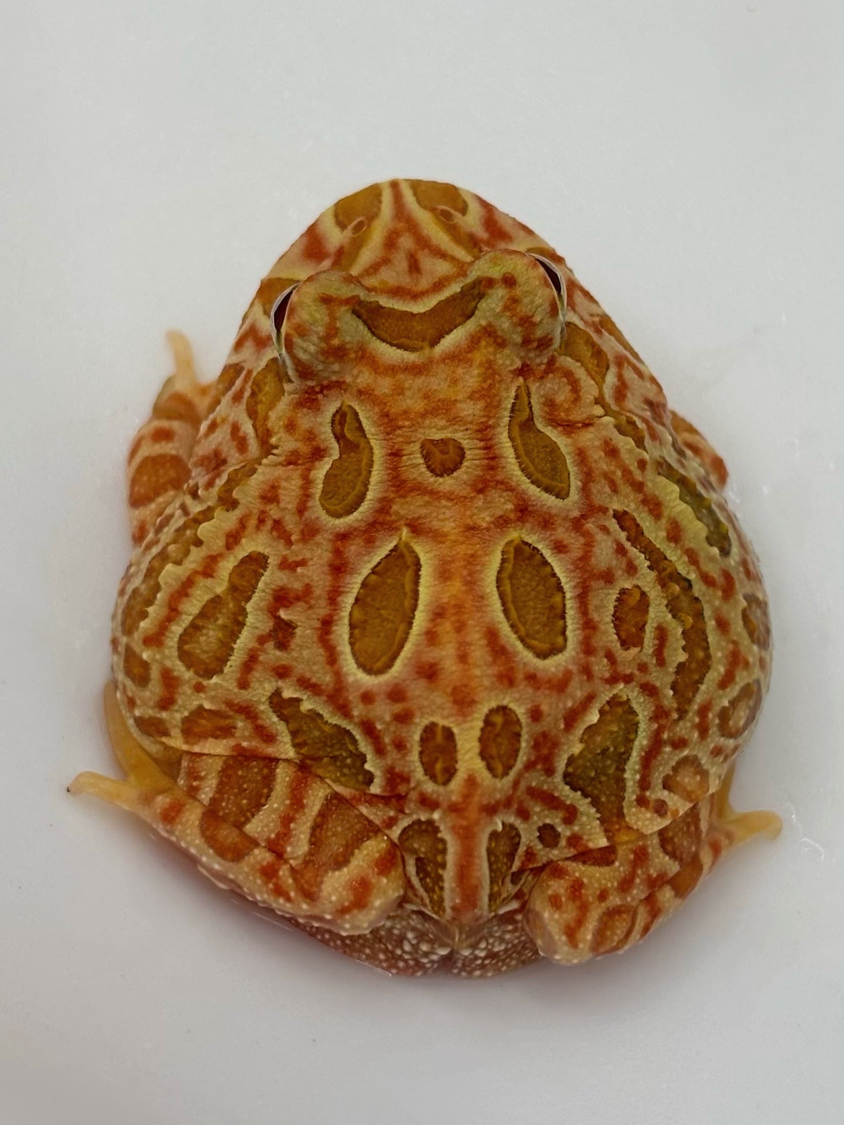 クランウェルツノガエル ストロベリー② 1匹 | まるころ商店〜まるく