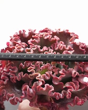 カット苗 メリディアン L 15cm大株 Echeveria 'Meridian'