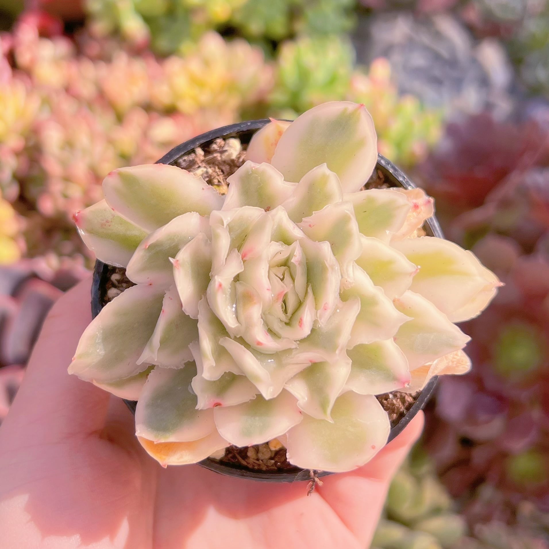 現品　パープルバタフライ錦#550　るる農園