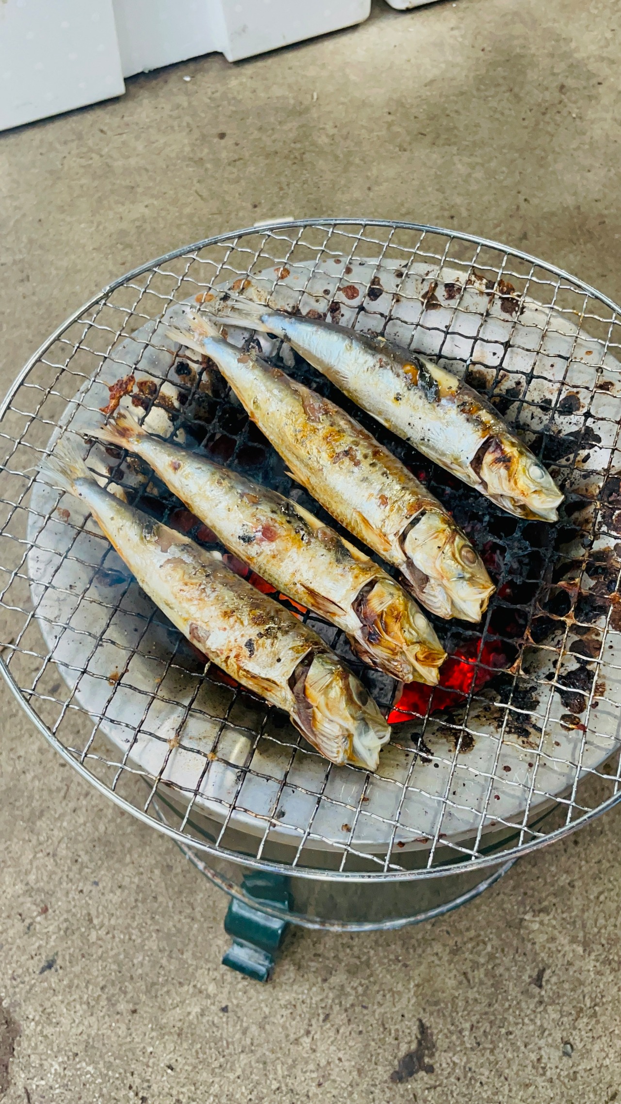 【真いわし丸干し】師崎港水揚げ（6匹入）・画像3