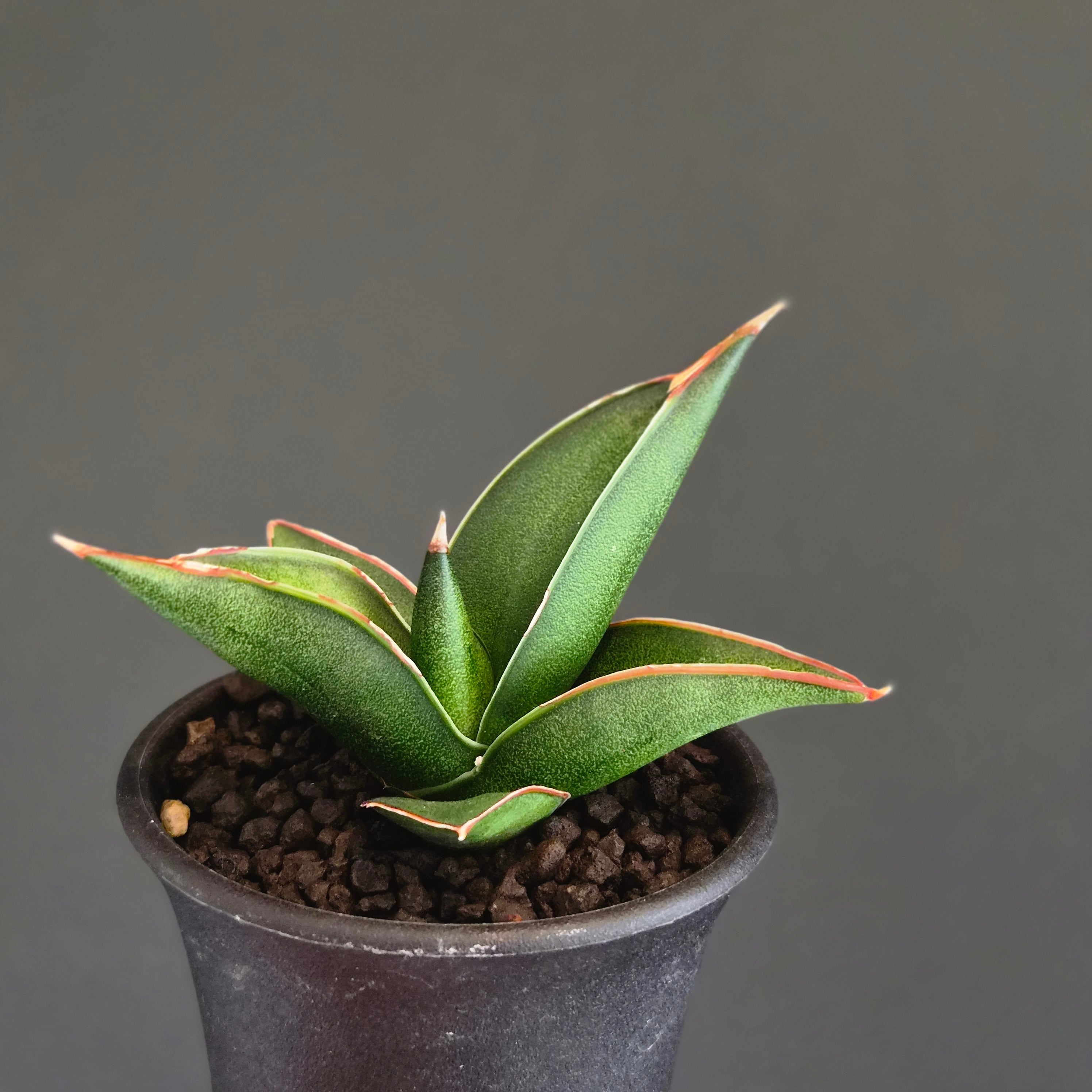 「サスペリア」販促用ウチワ（非売品・新品・２００５年） Sansevieria sawasdee サンスベリア サワディー (Sサイズ） | Plants Baka