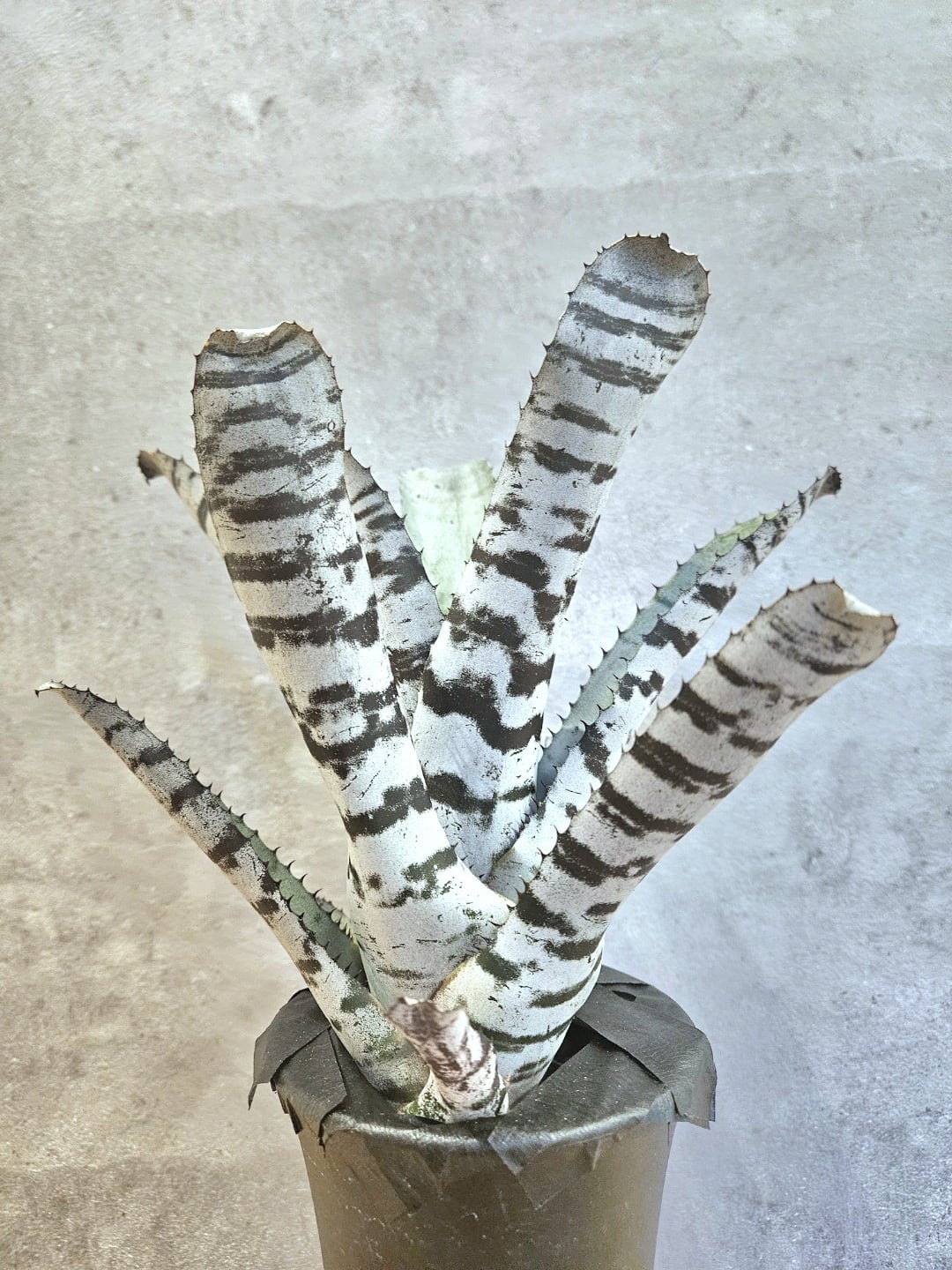 Aechmea chantinii Ice Frost【artPLANTs/PLANTSGARAGE 】エクメア