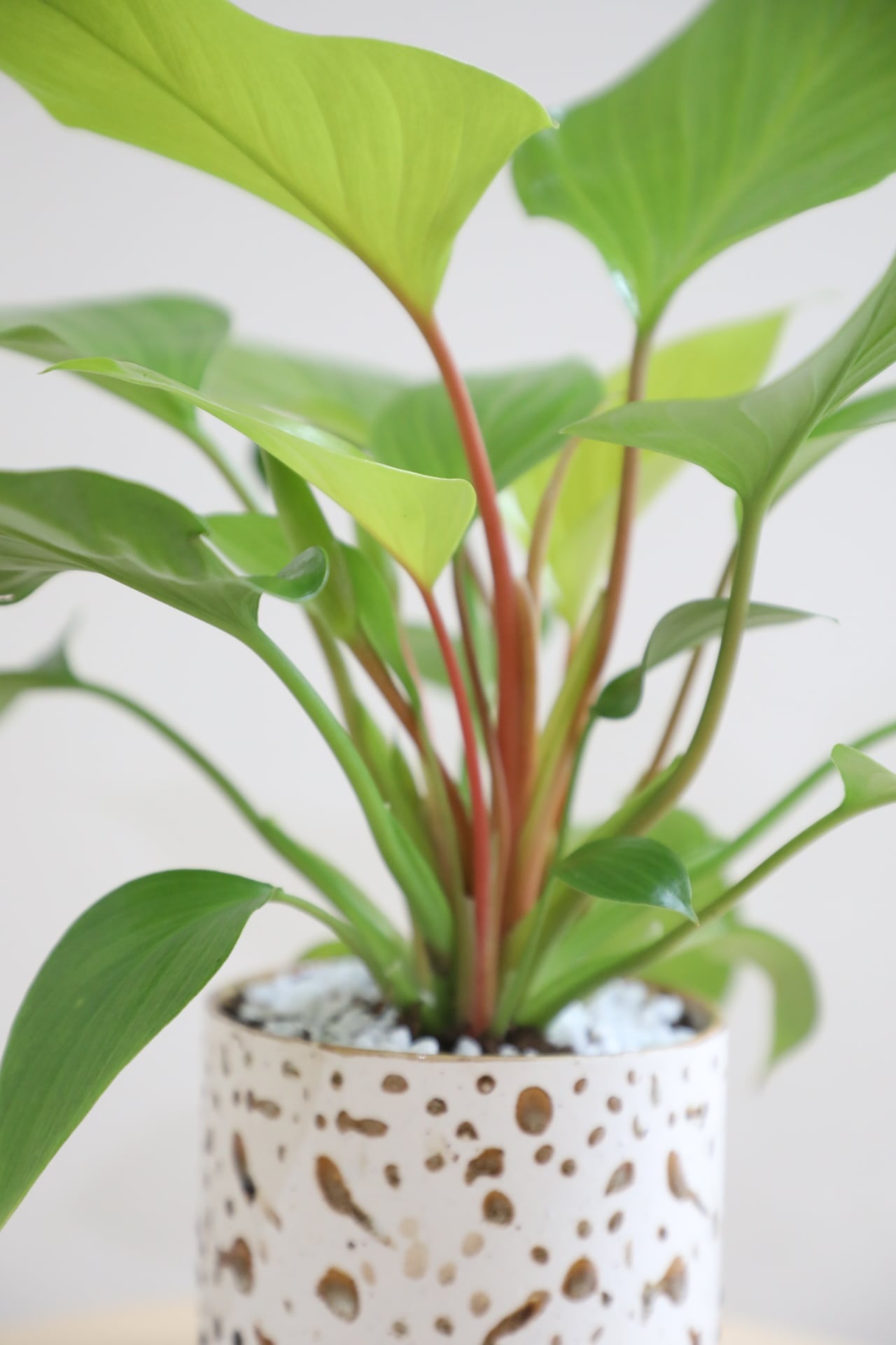 S】ホマロメナ レモンライム/Homalomena Lemon Lime | 【厳選植物・器