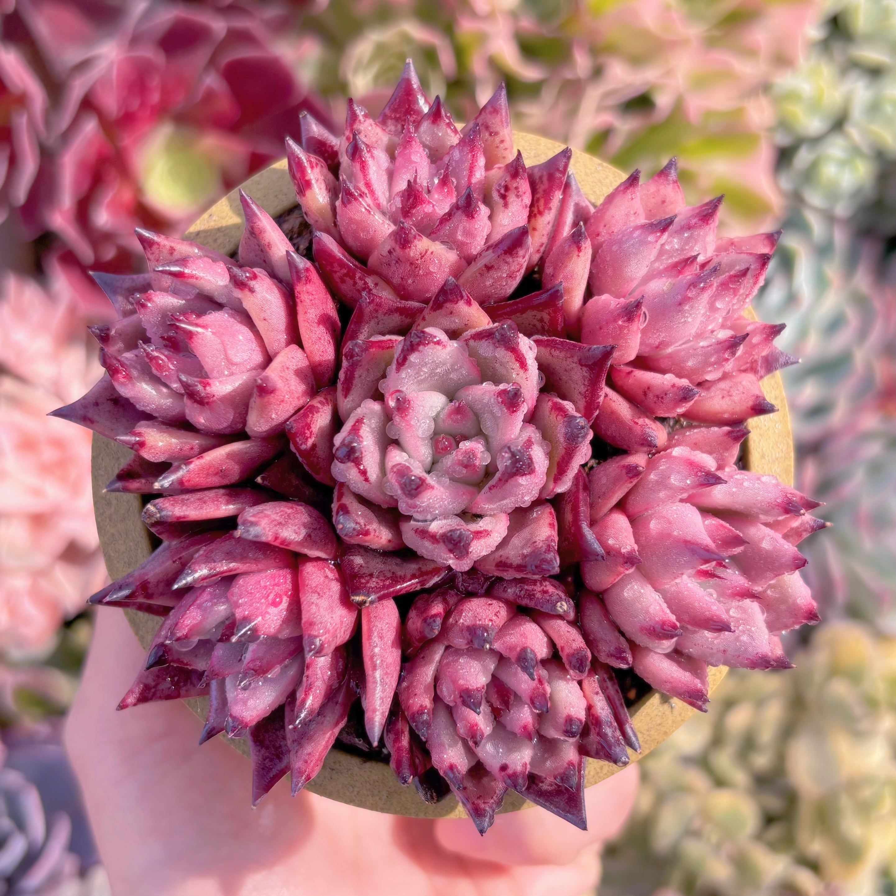 多肉植物 ブラッドロメオ(7頭) 新入荷 るる農園 | るる農園~多肉植物専門