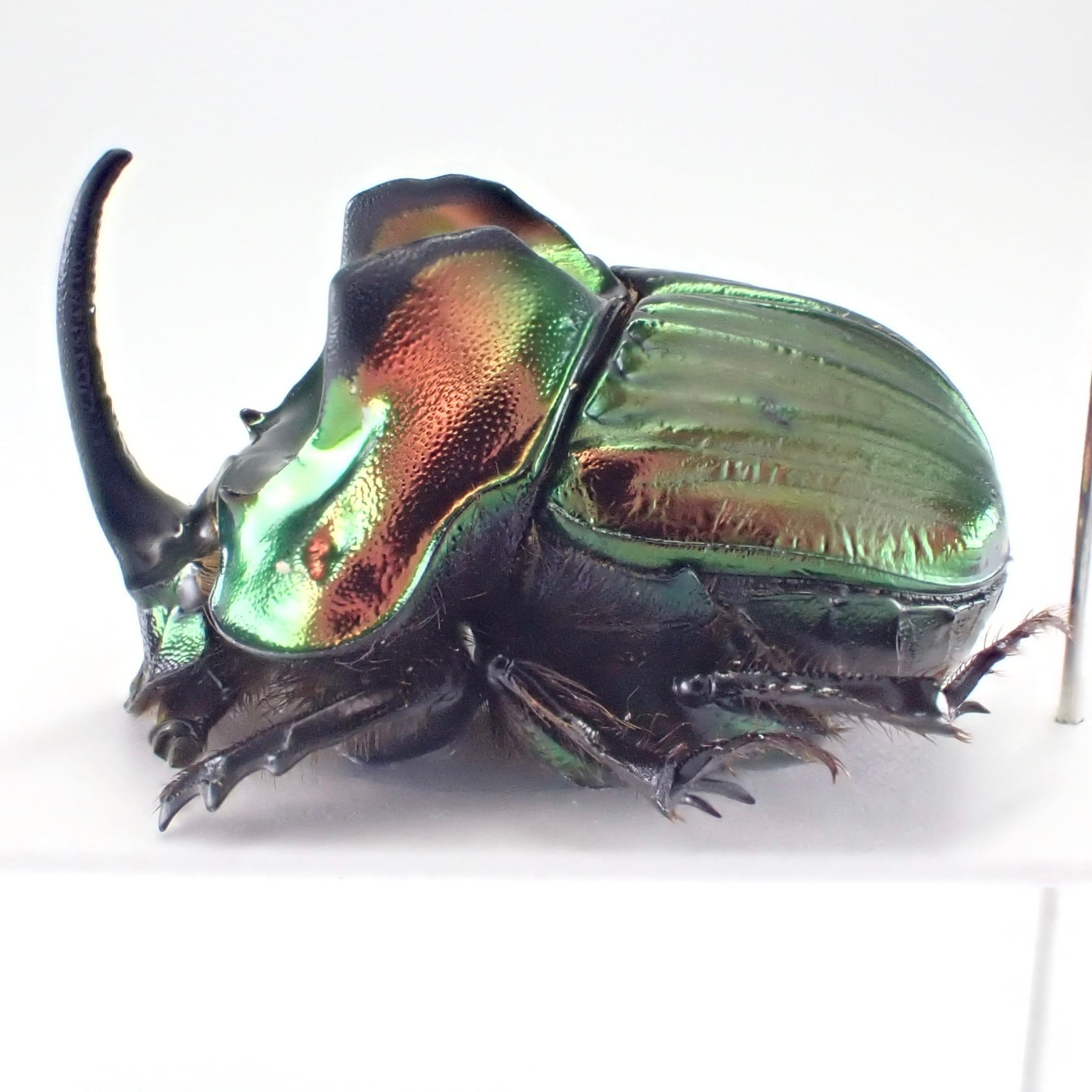 アルゼンチン産 Sulcophanaeus menelas ♂ 18mm | 昆虫標本 Diggers