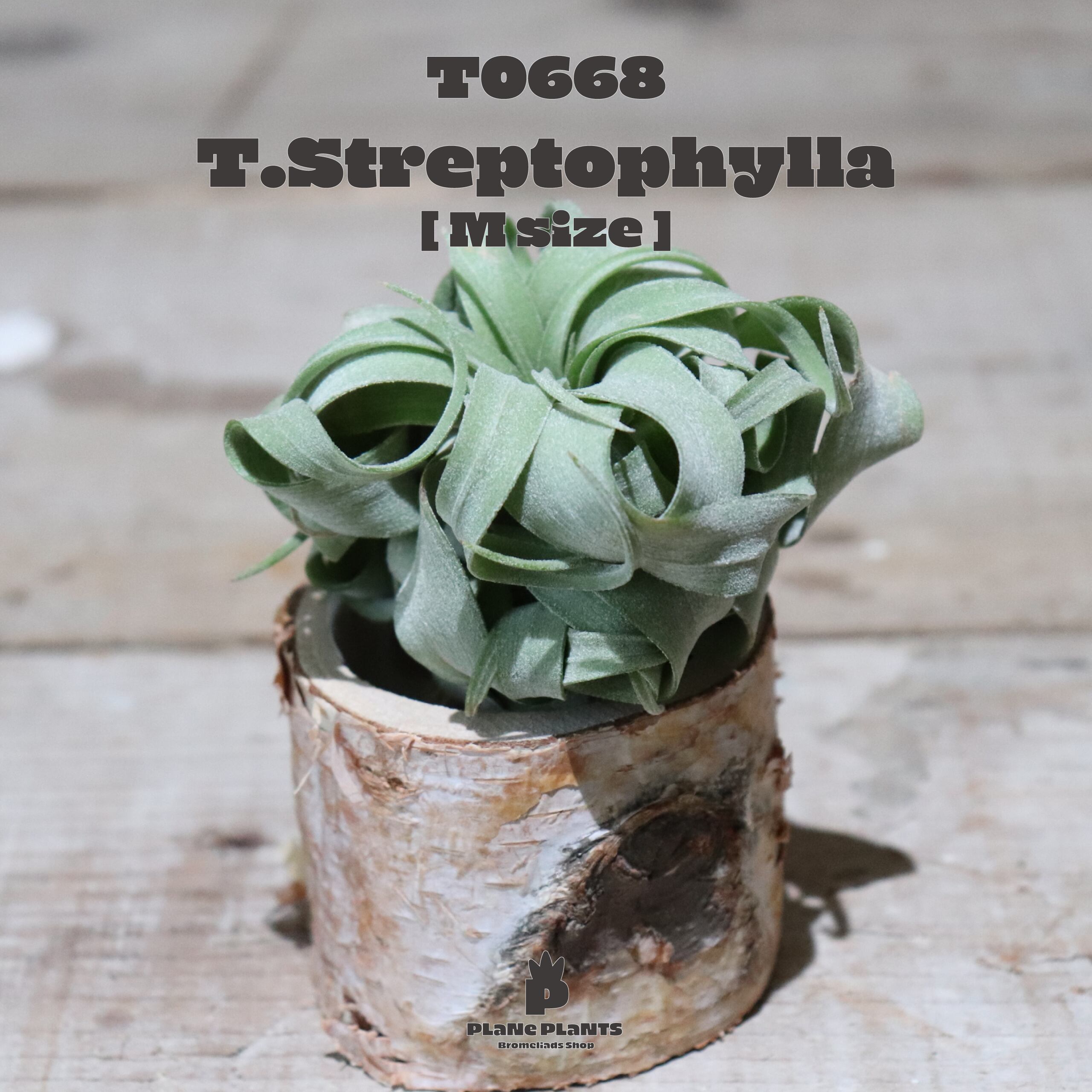 【送料無料】ストレプトフィラM〔エアプランツ〕現品発送T0668