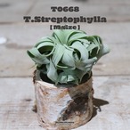 【送料無料】ストレプトフィラM〔エアプランツ〕現品発送T0668