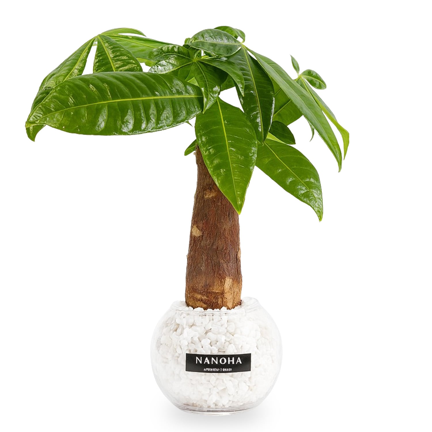 パキラ♪ 20957527ec5a2e6e89ebb3c9452bf8