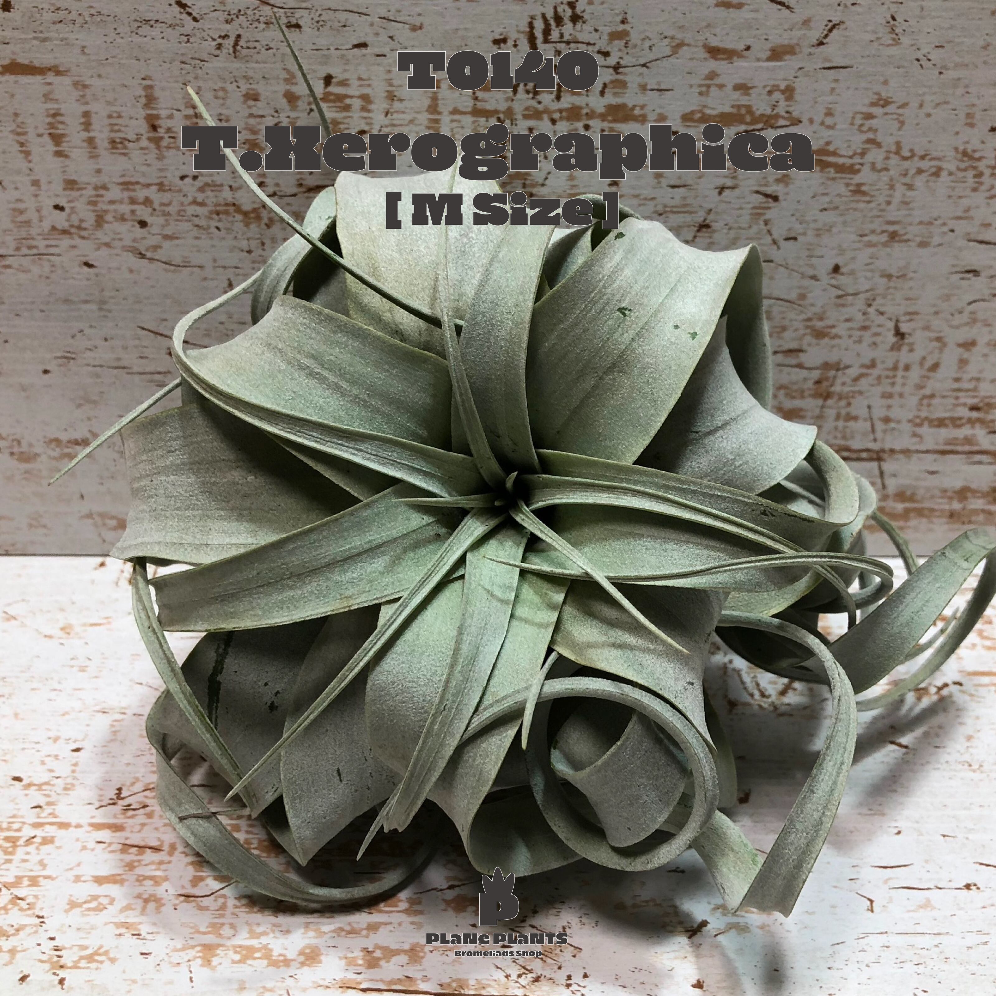 【送料無料】キセログラフィカM〔エアプランツ〕現品発送T0140