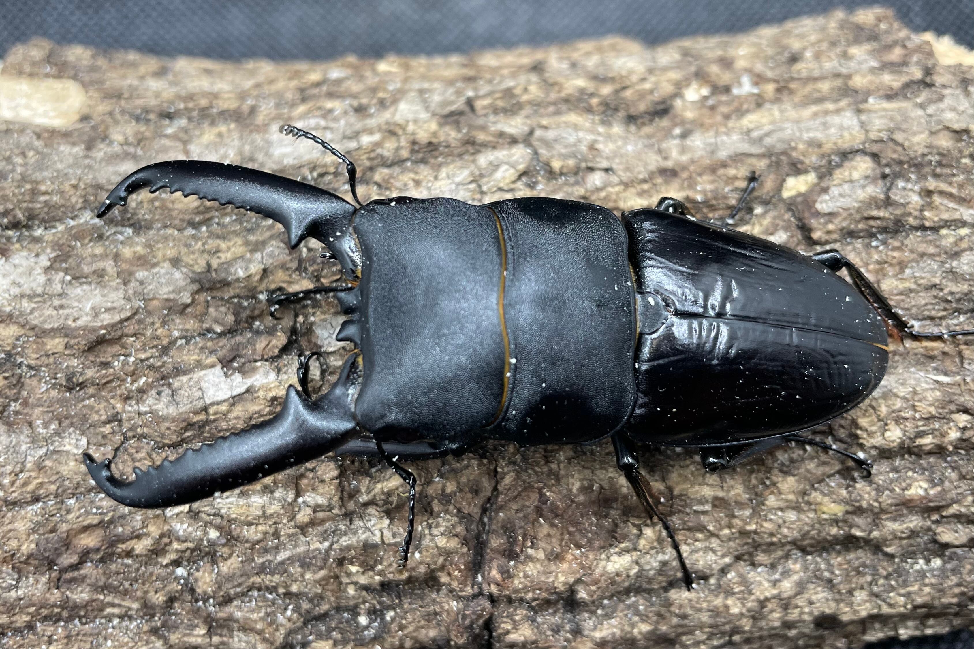 大型 サンバレスヒラタクワガタ♂️94mm♀️フリーサイズペア