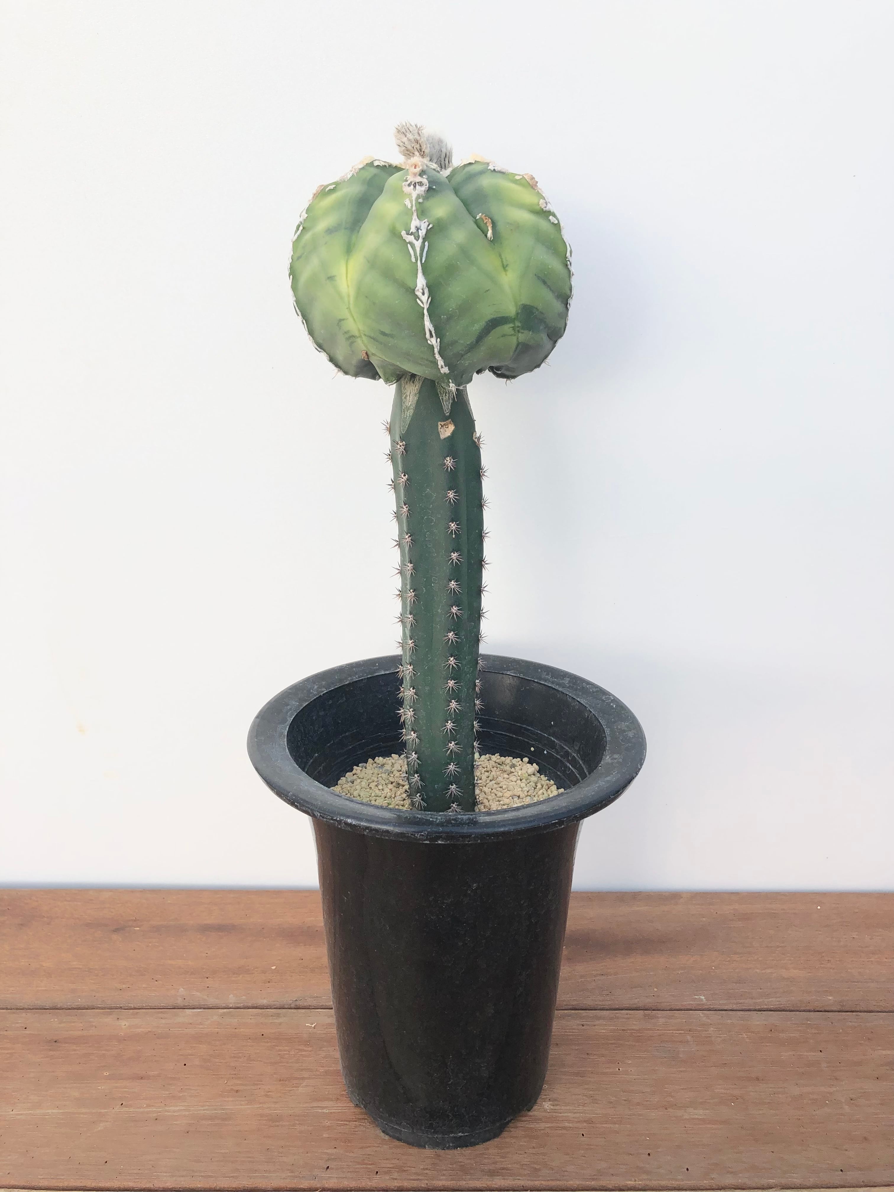 Astrophytum アストロフィツム ランポー玉 斑入り サボテン | plants MARU