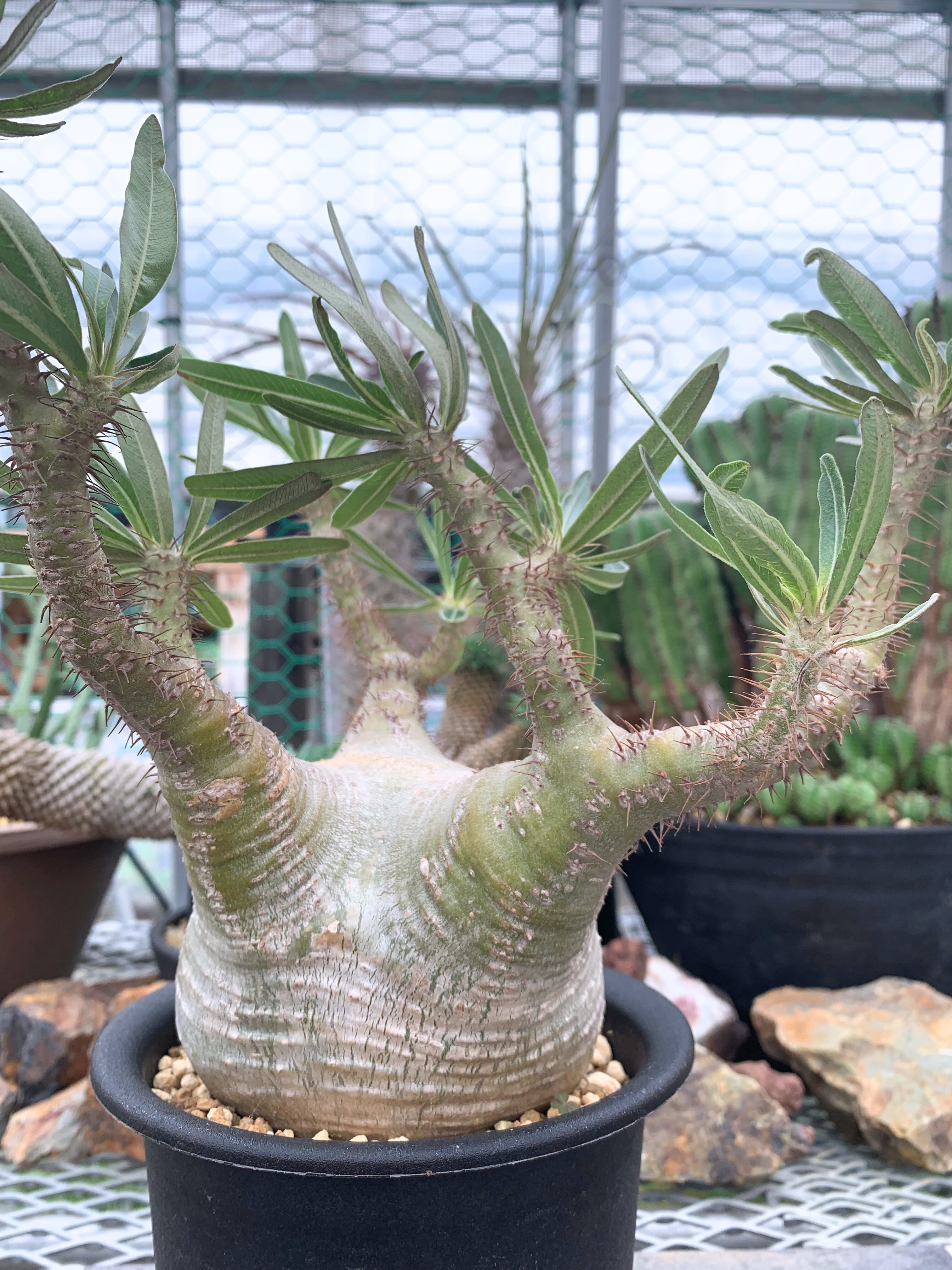 パキポディウム グラキリス P018【送料着払い】 | CACTUS330