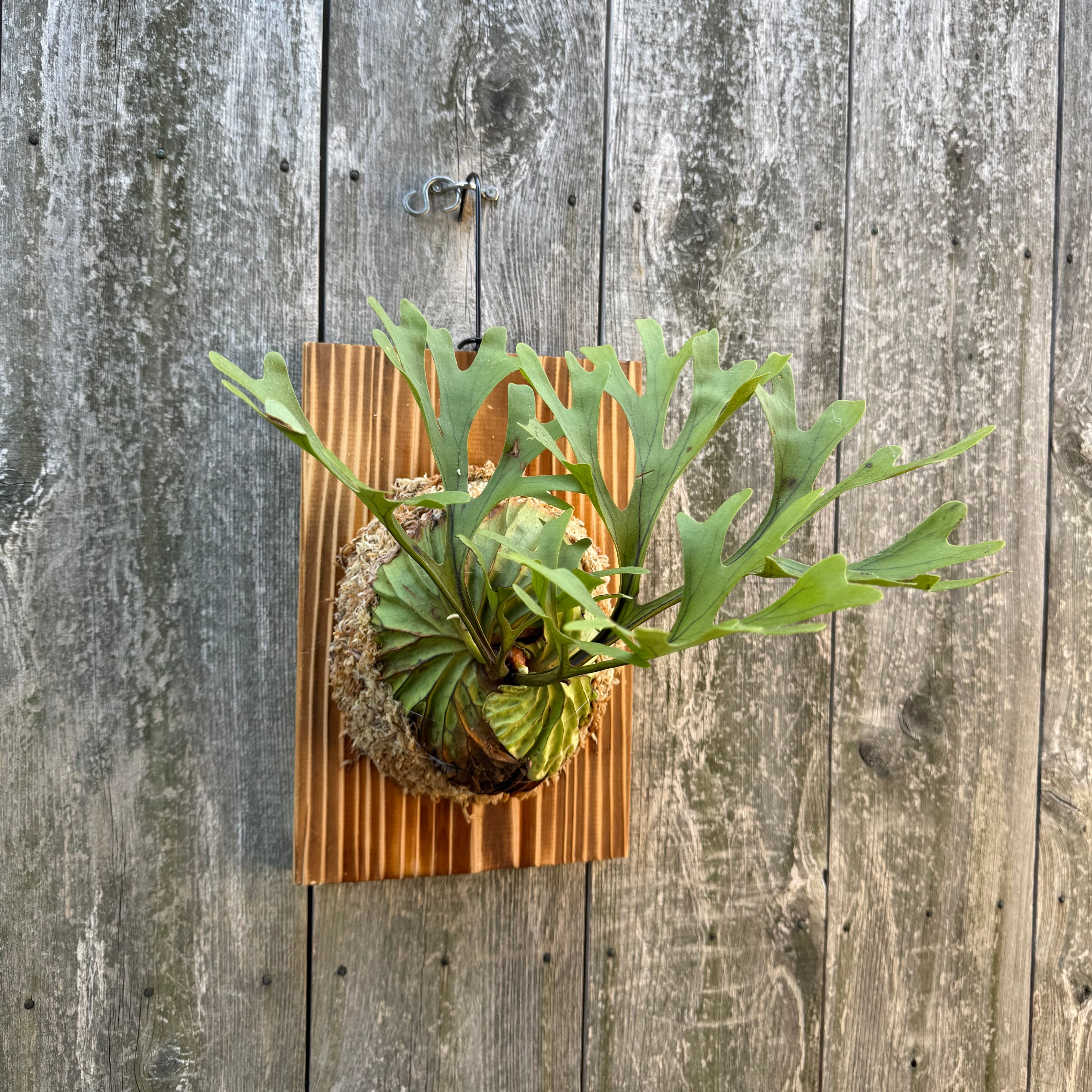 P.ridleyi wild | naturefix