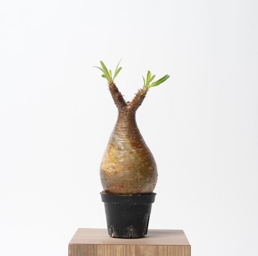 【発根済】Mサイズ パキポディウム・グラキリス 園芸ネット本店｜パキポディウム：グラキリス（発根済み株）3.5号（G29