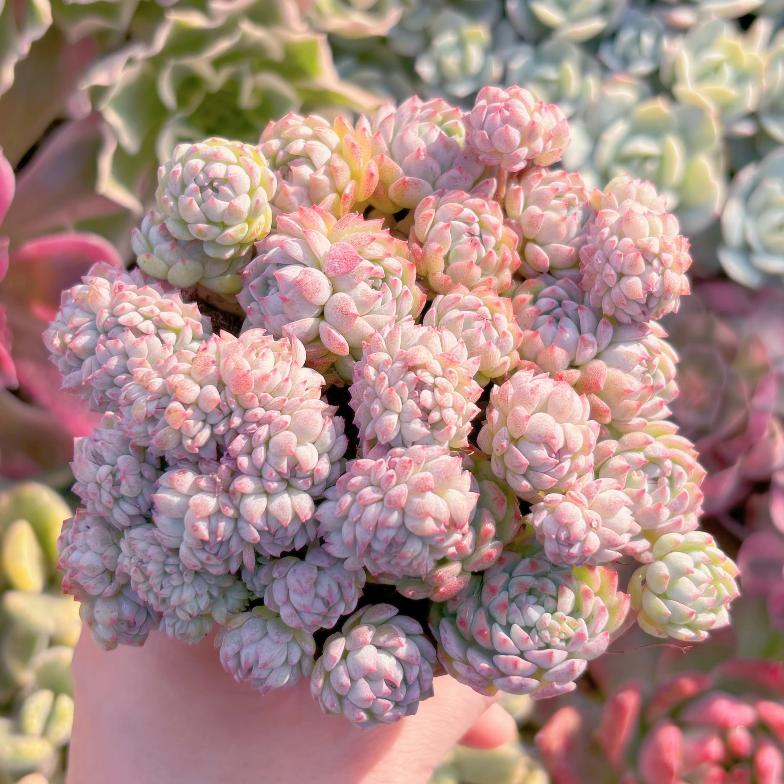 多肉植物　ピンクベリー　群生　新入荷　るる農園