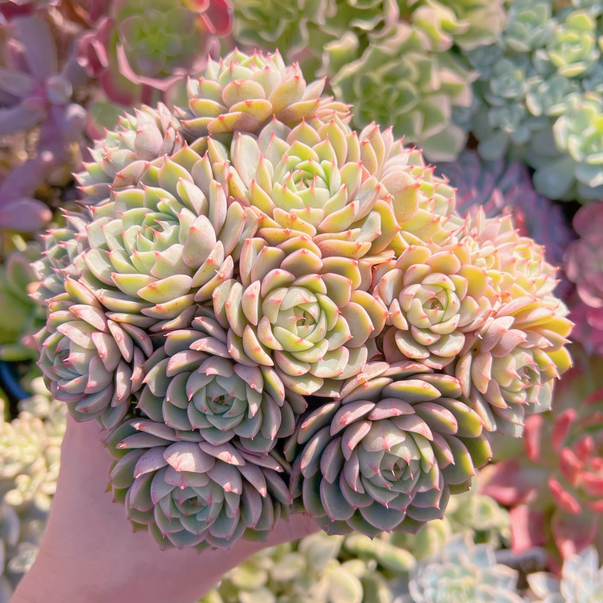 多肉植物　ベンバディス　特大群生　新入荷　るる農園